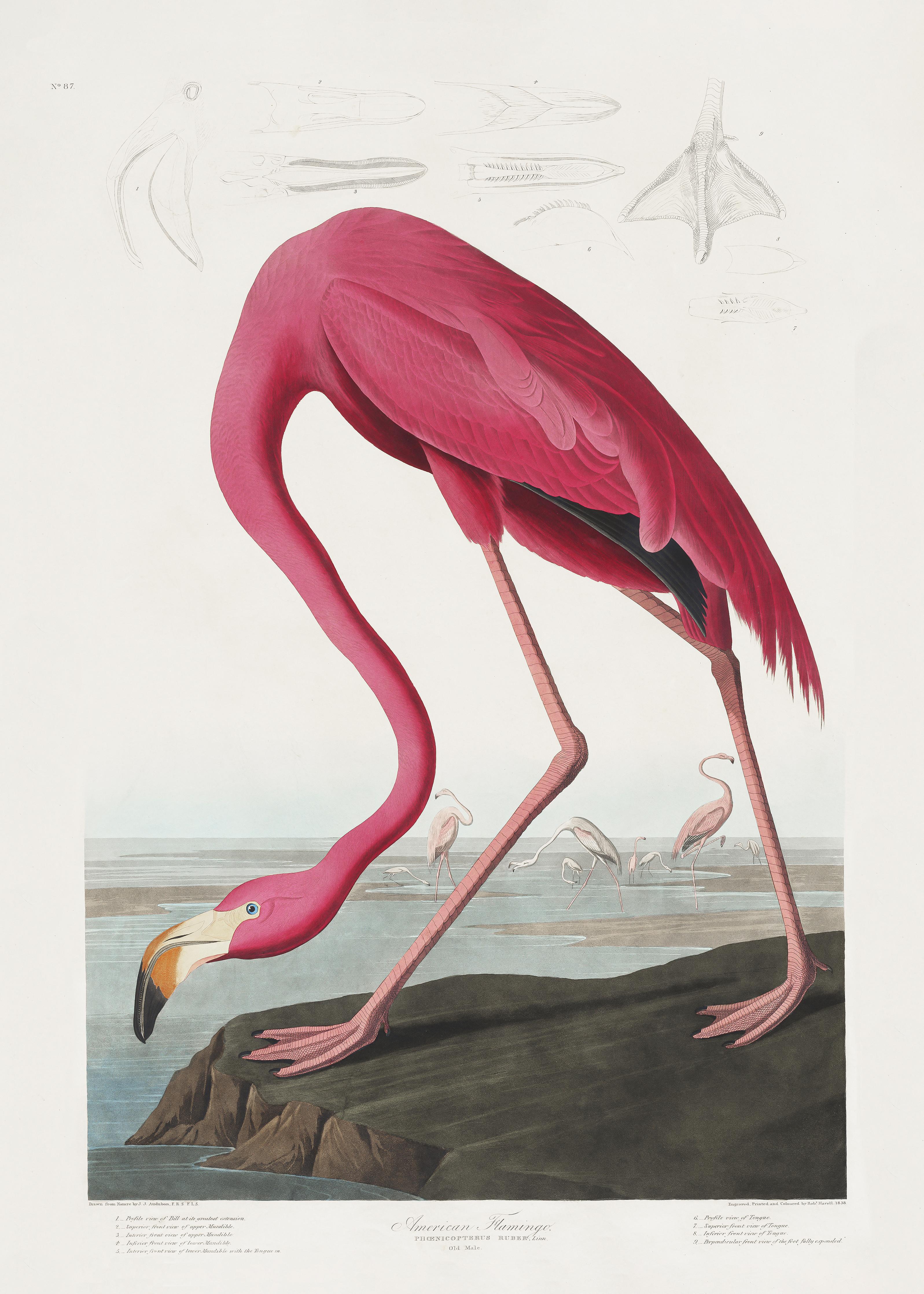 Duschrückwand-Pinker Flamingo - John James Audubon