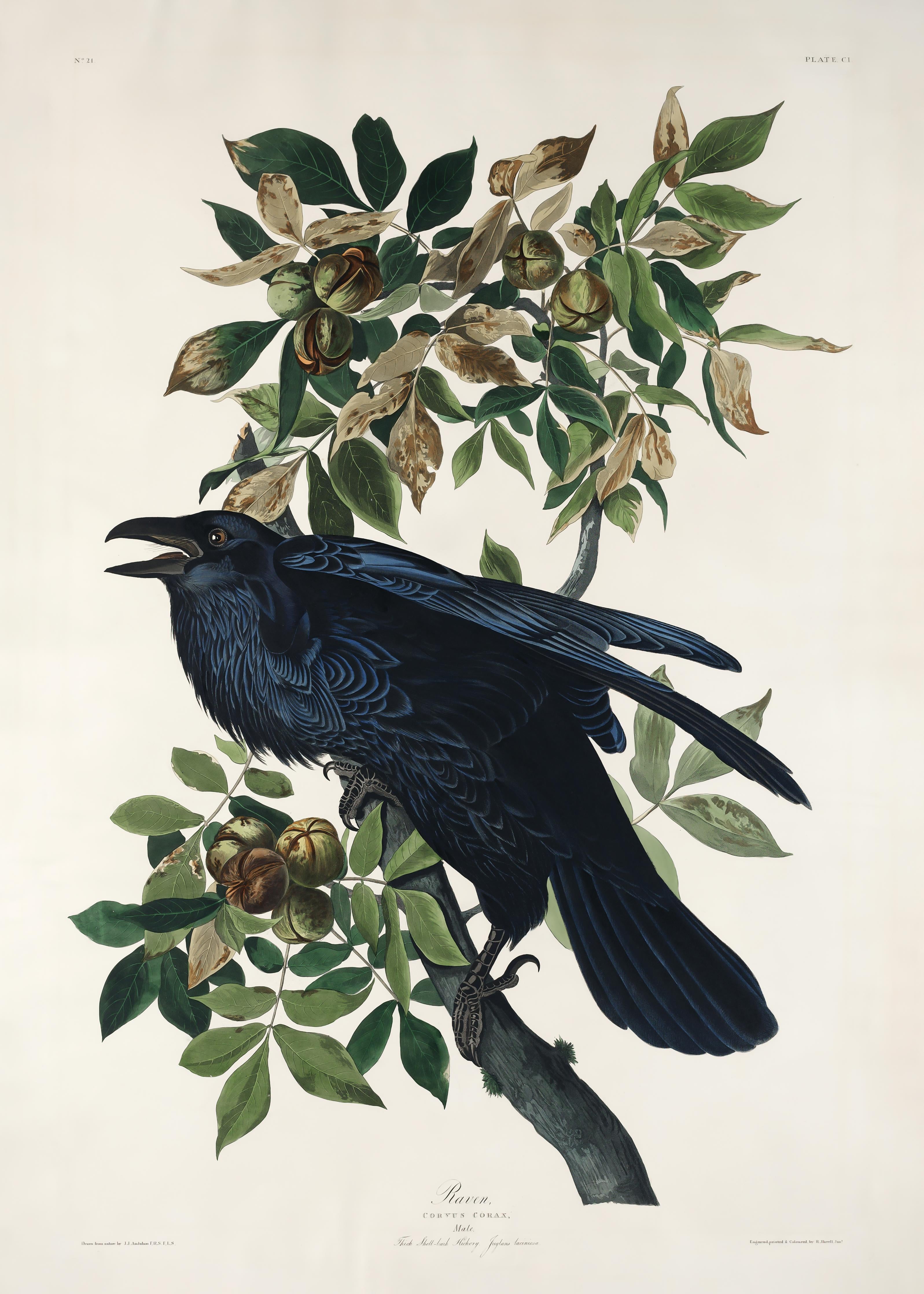 Duschrückwand-Raben Portrait - John James Audubon