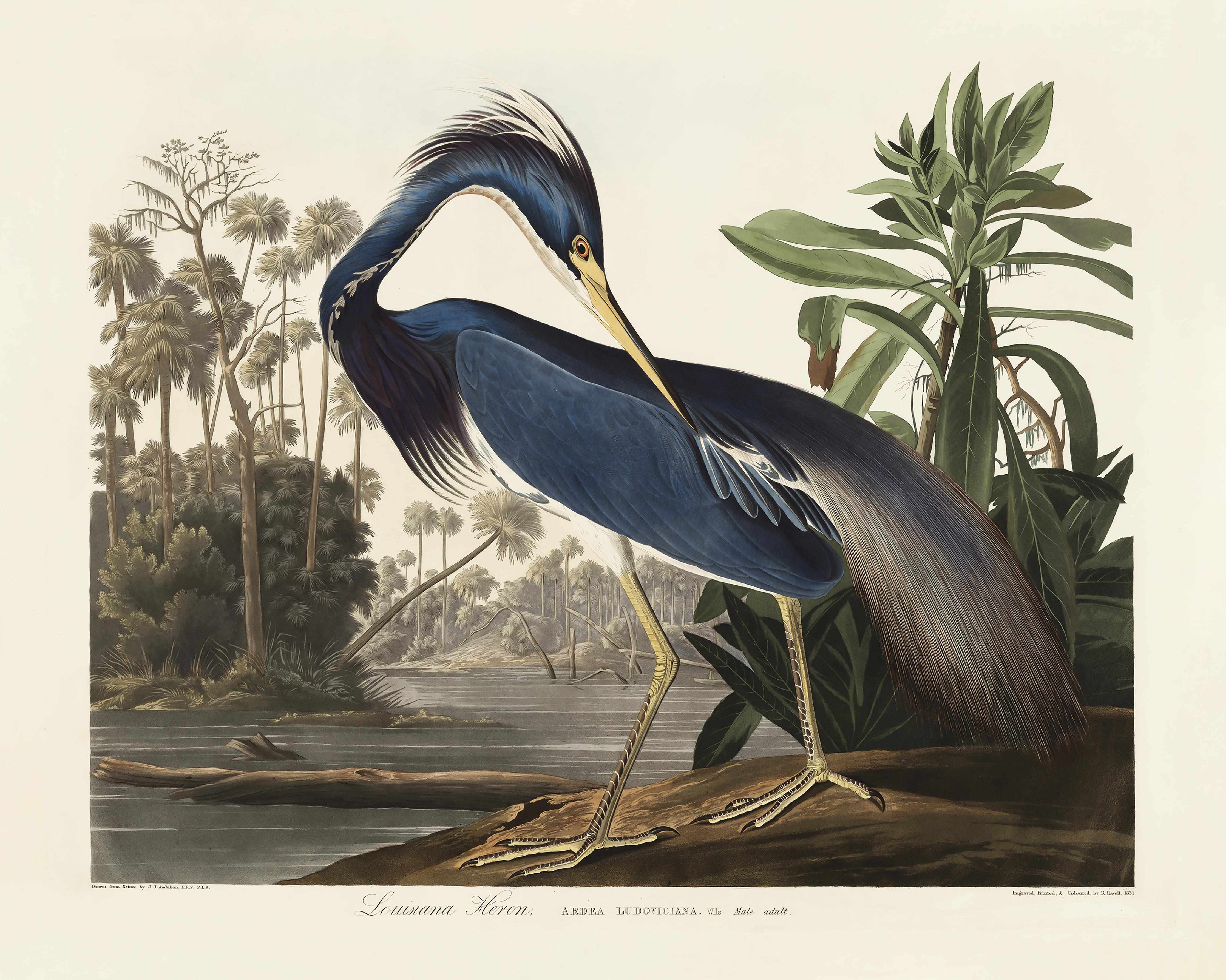 Duschrückwand-Reiher Portrait - John James Audubon