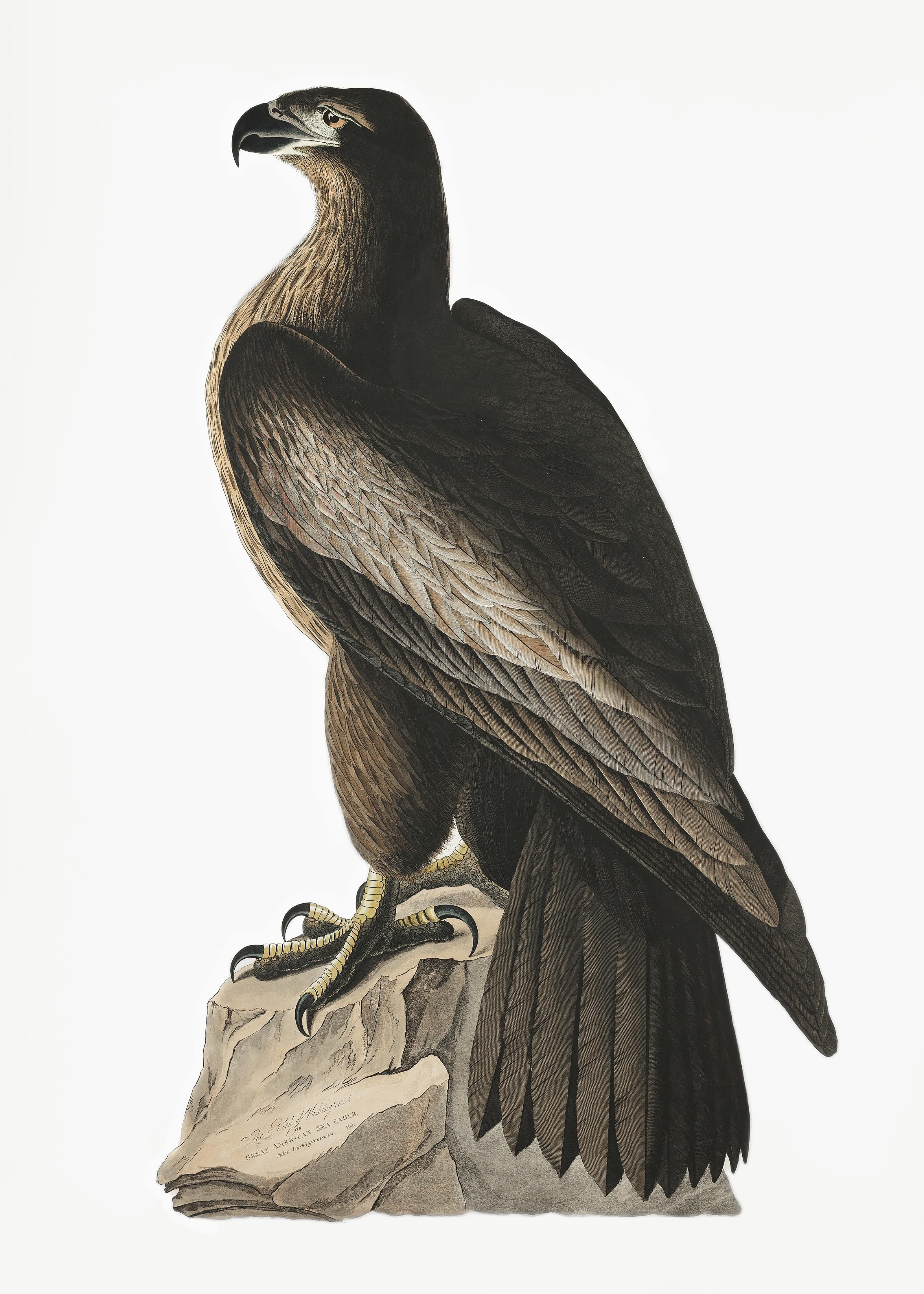 Duschrückwand-Riesenseeadler Portrait - John James Audubon