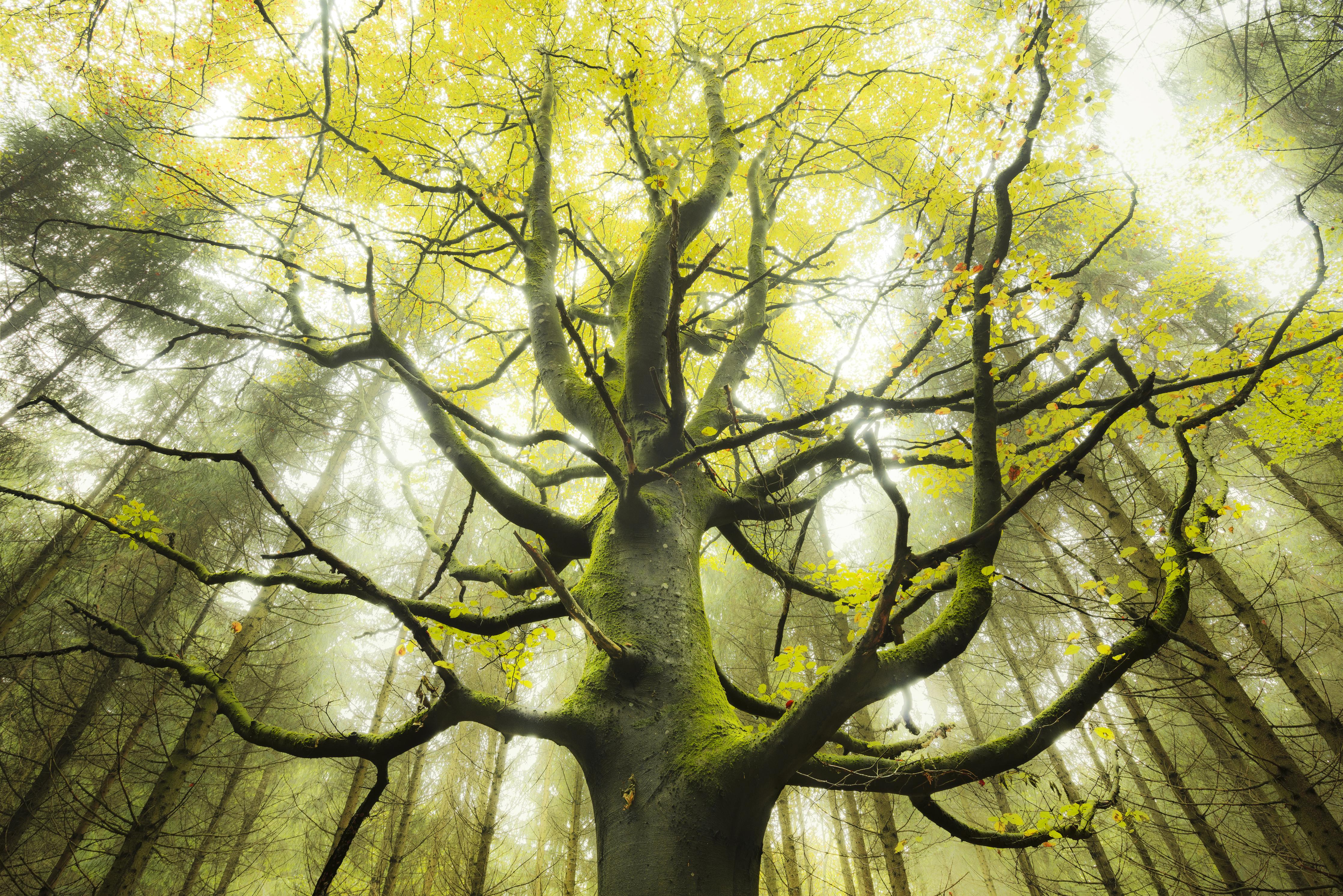 Duschrückwand-Riesiger Baum in Bayern