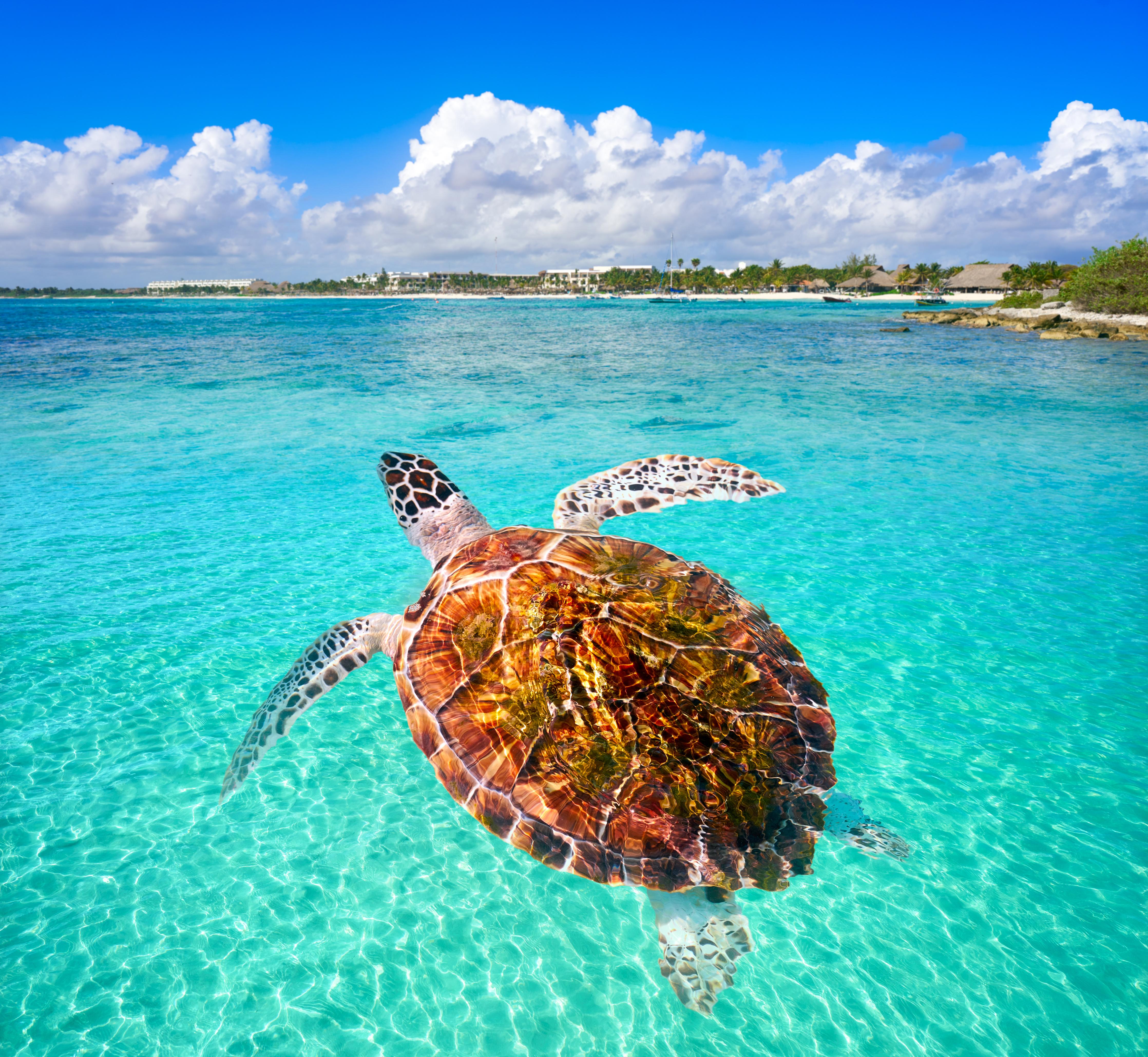 Duschrückwand-Riviera Maya - Mexico