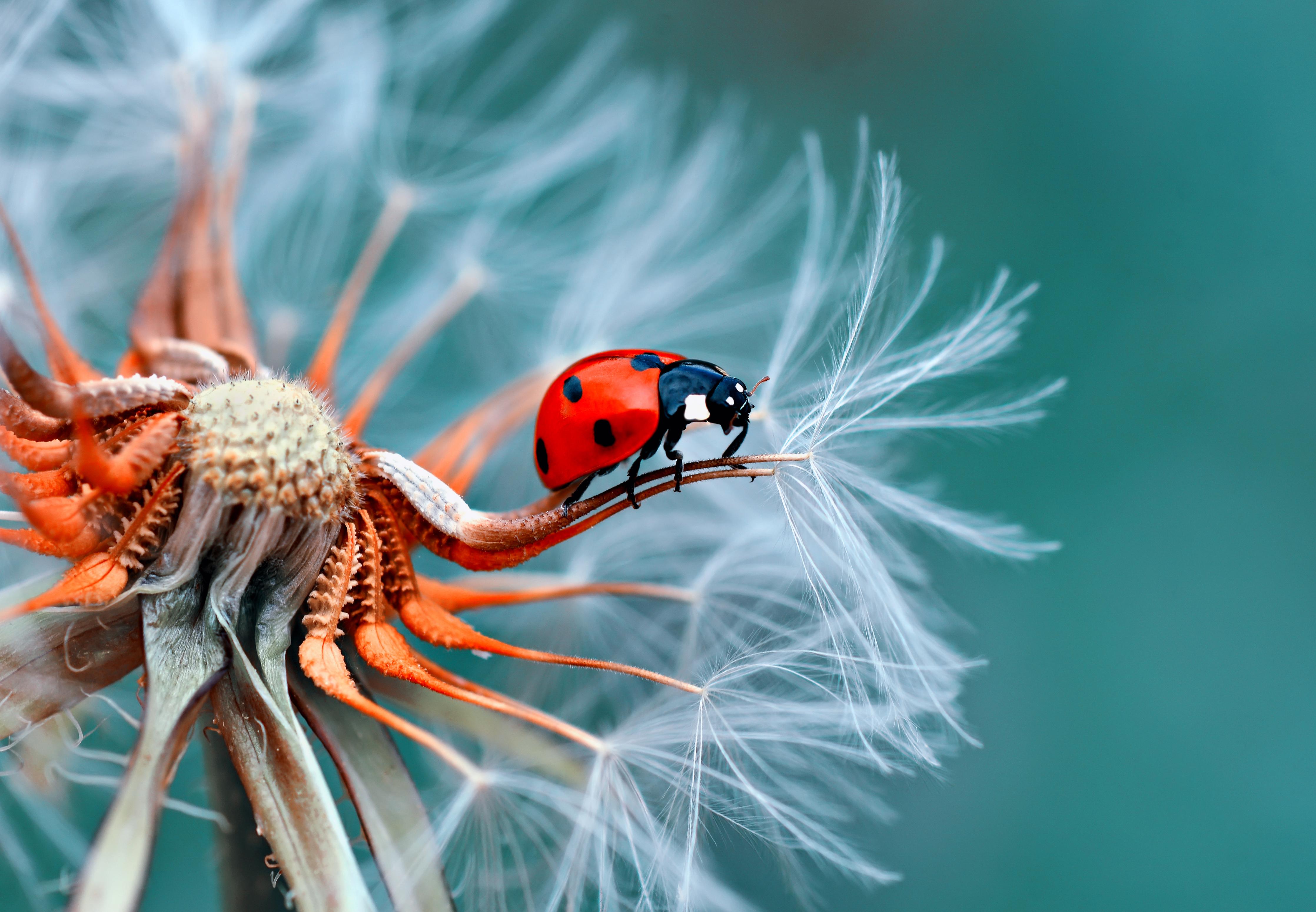 Duschrückwand-Roter Marienkäfer auf weißer Pusteblume