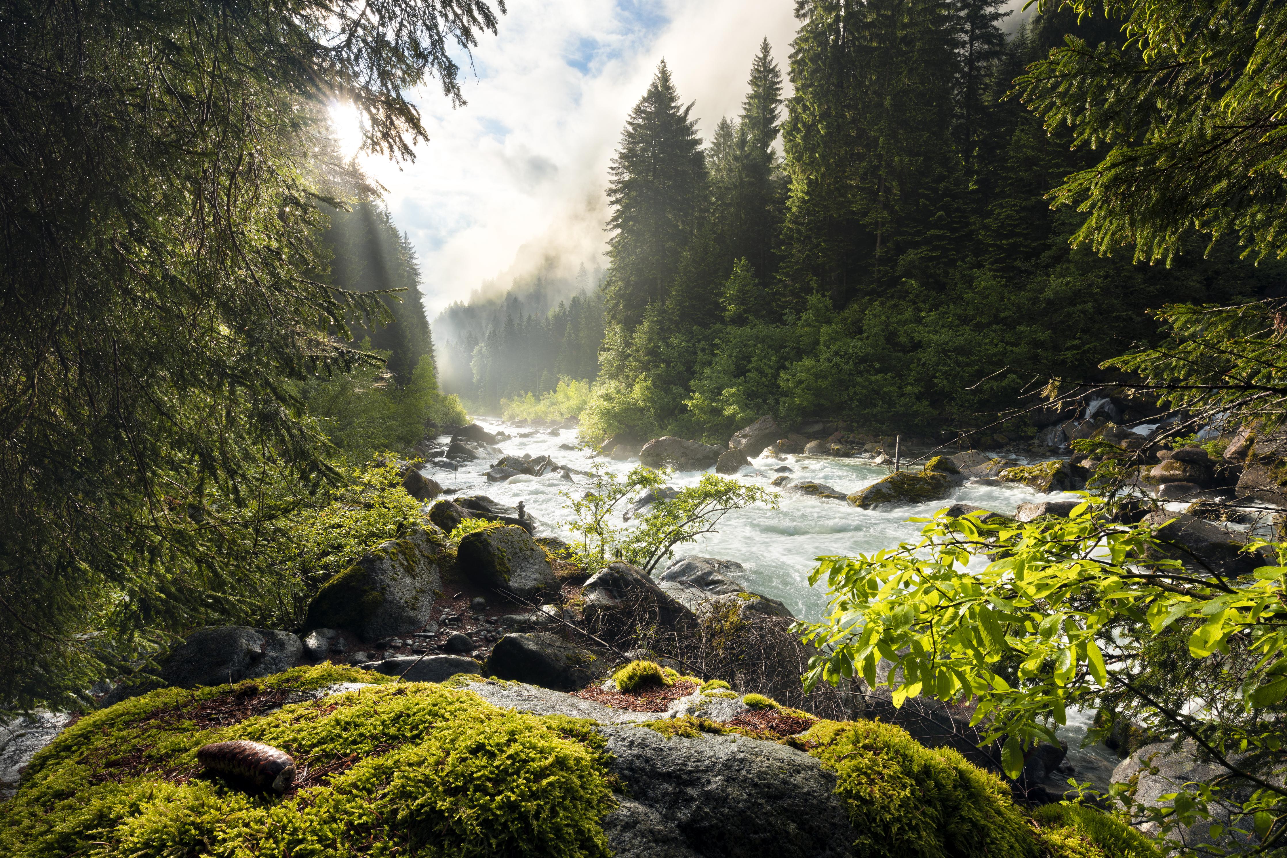 Duschrückwand-Ruhiger Fluss mitten im Wald