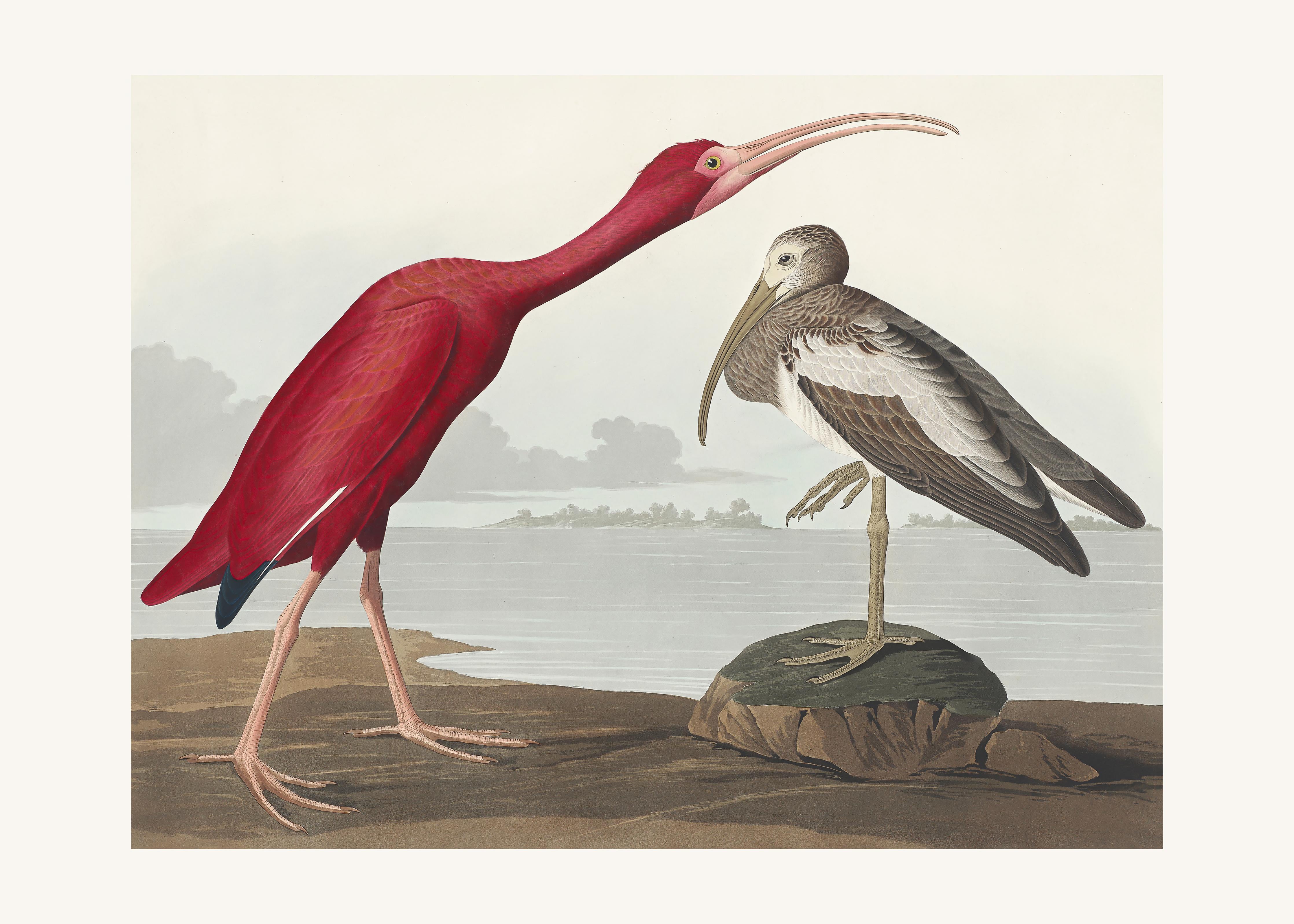 Duschrückwand-Scharlachsichler Portrait - John James Audubon