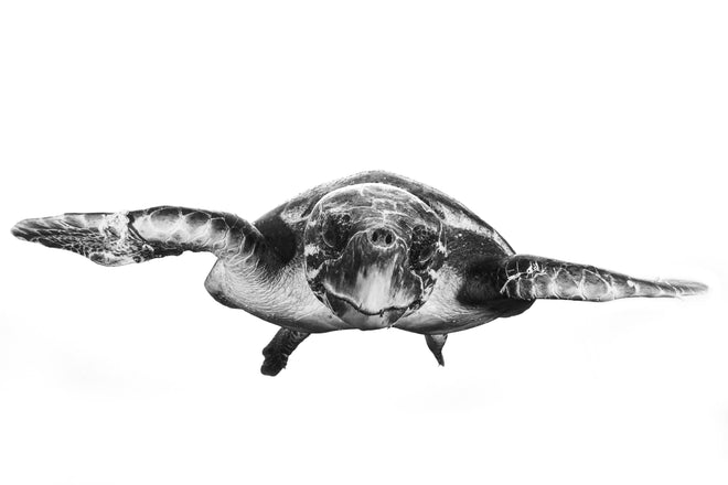 Duschrückwand - Schildkröte