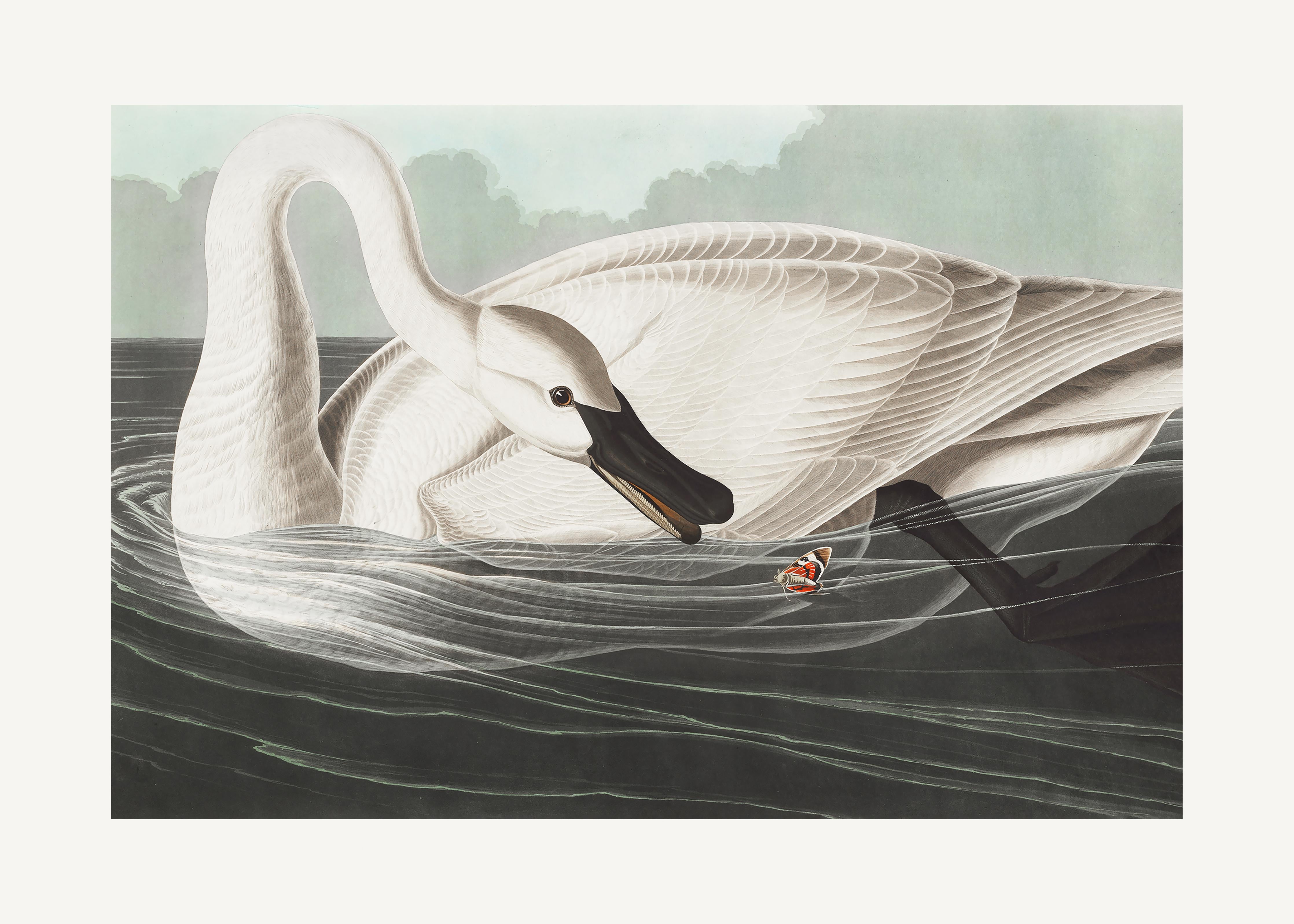 Duschrückwand-Schneeweißer Schwan - John James Audubon