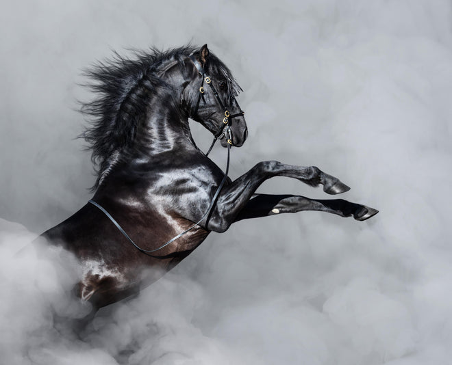 Duschrückwand - Schwarzes Andalusier Pferd im Nebel