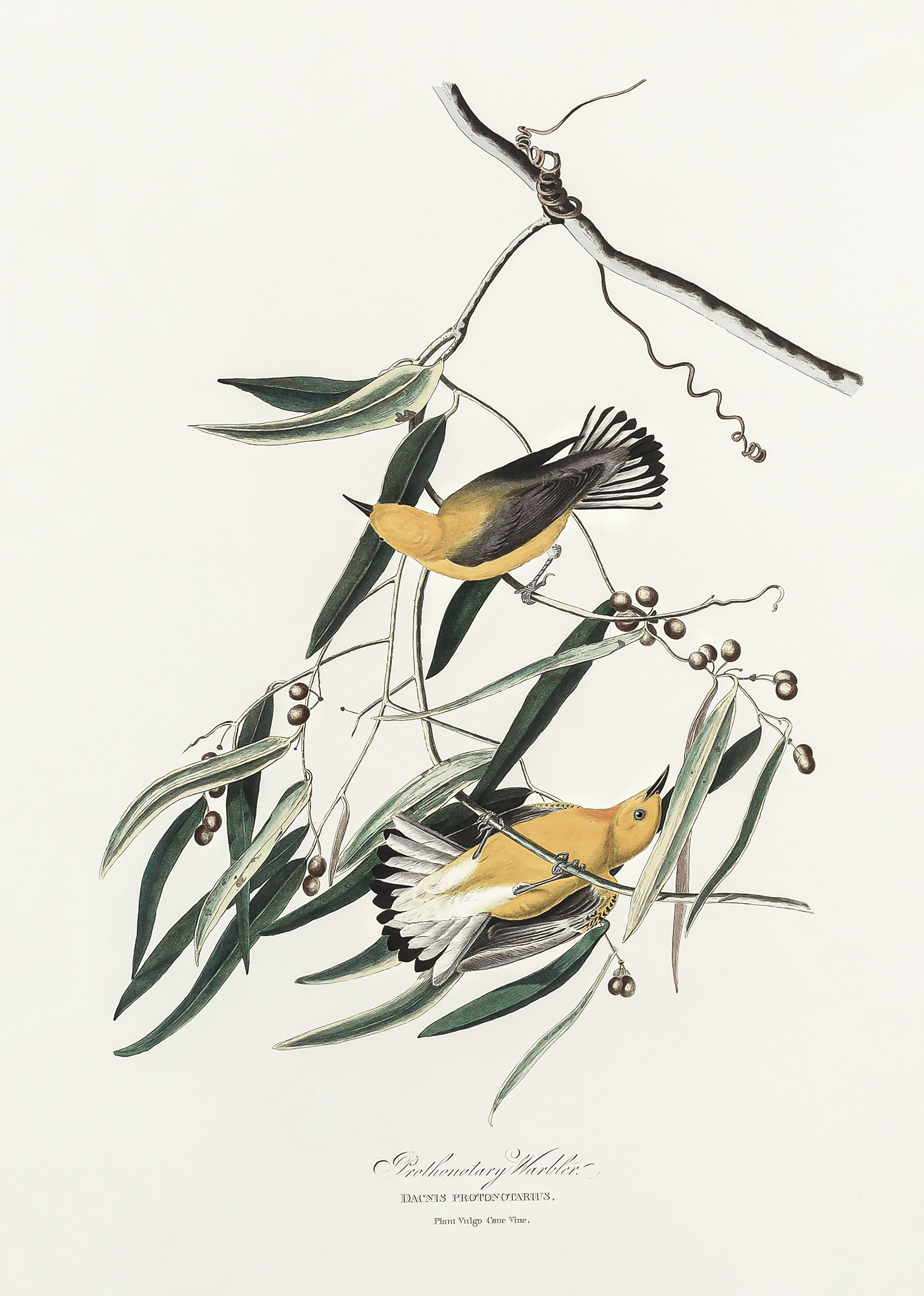 Duschrückwand-Singvogel Portrait - John James Audubon