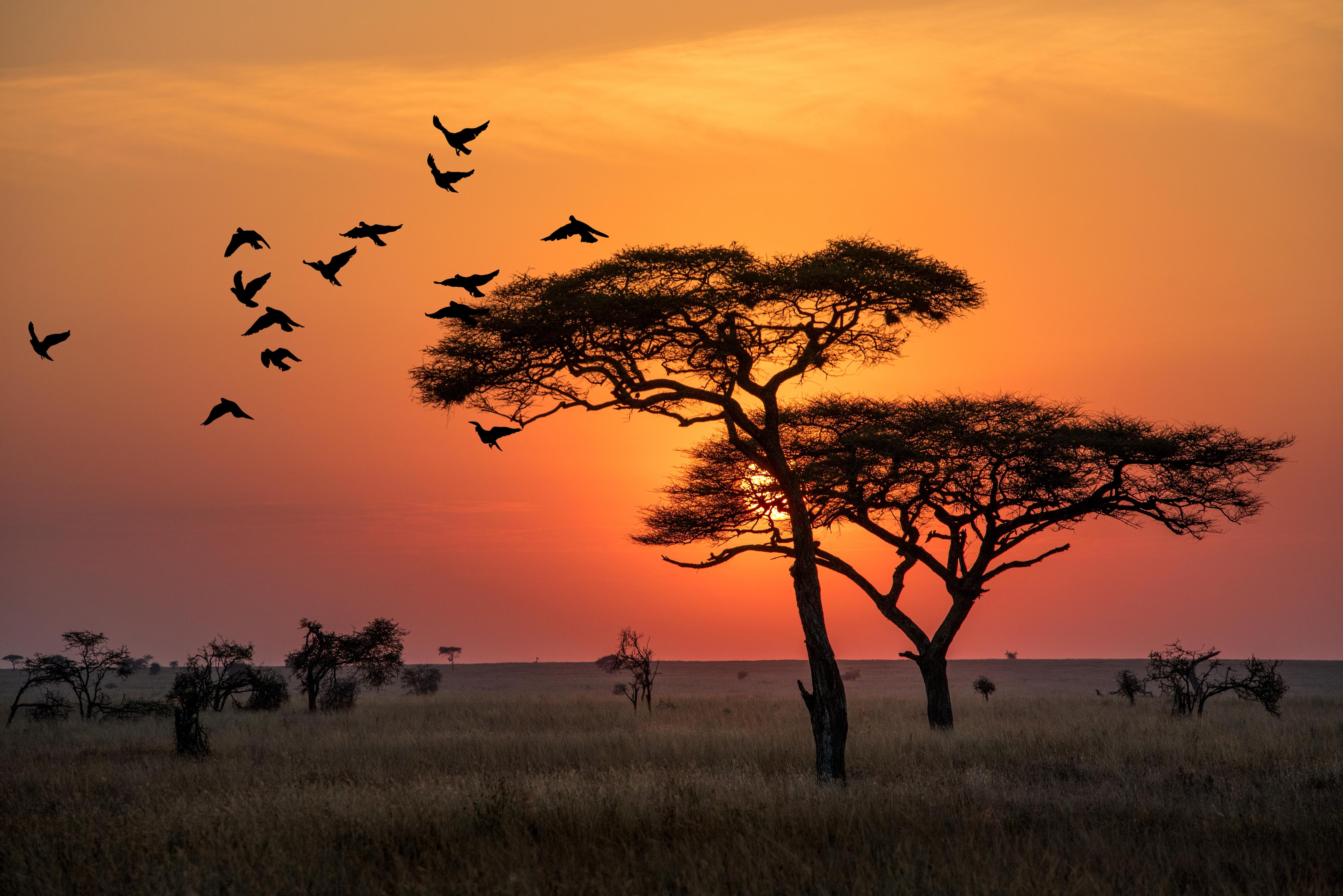 Duschrückwand-Sonnenaufgang im Serengeti-Naturpark