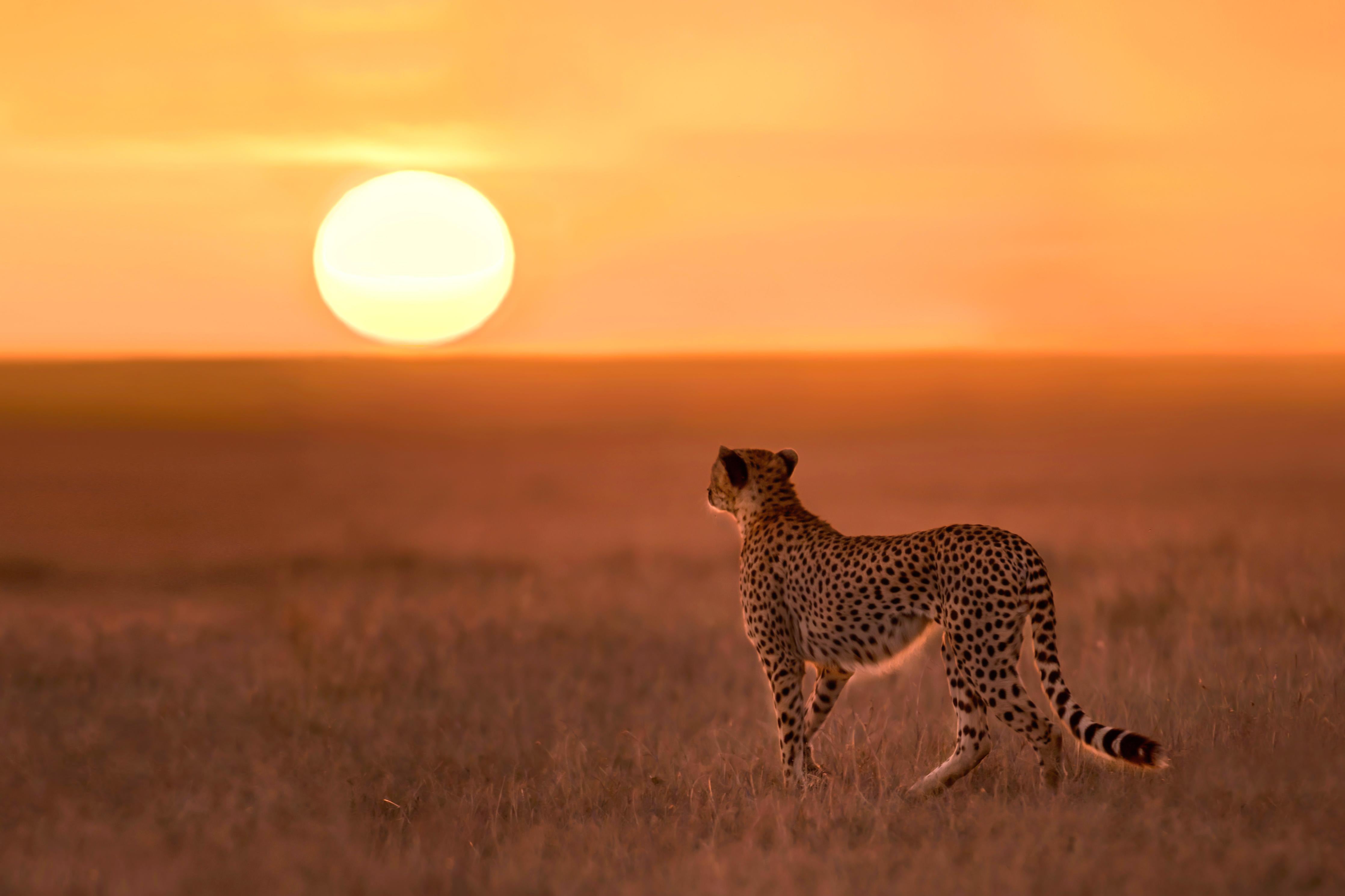 Duschrückwand-Sonnenaufgang in der Savanne - Afrika