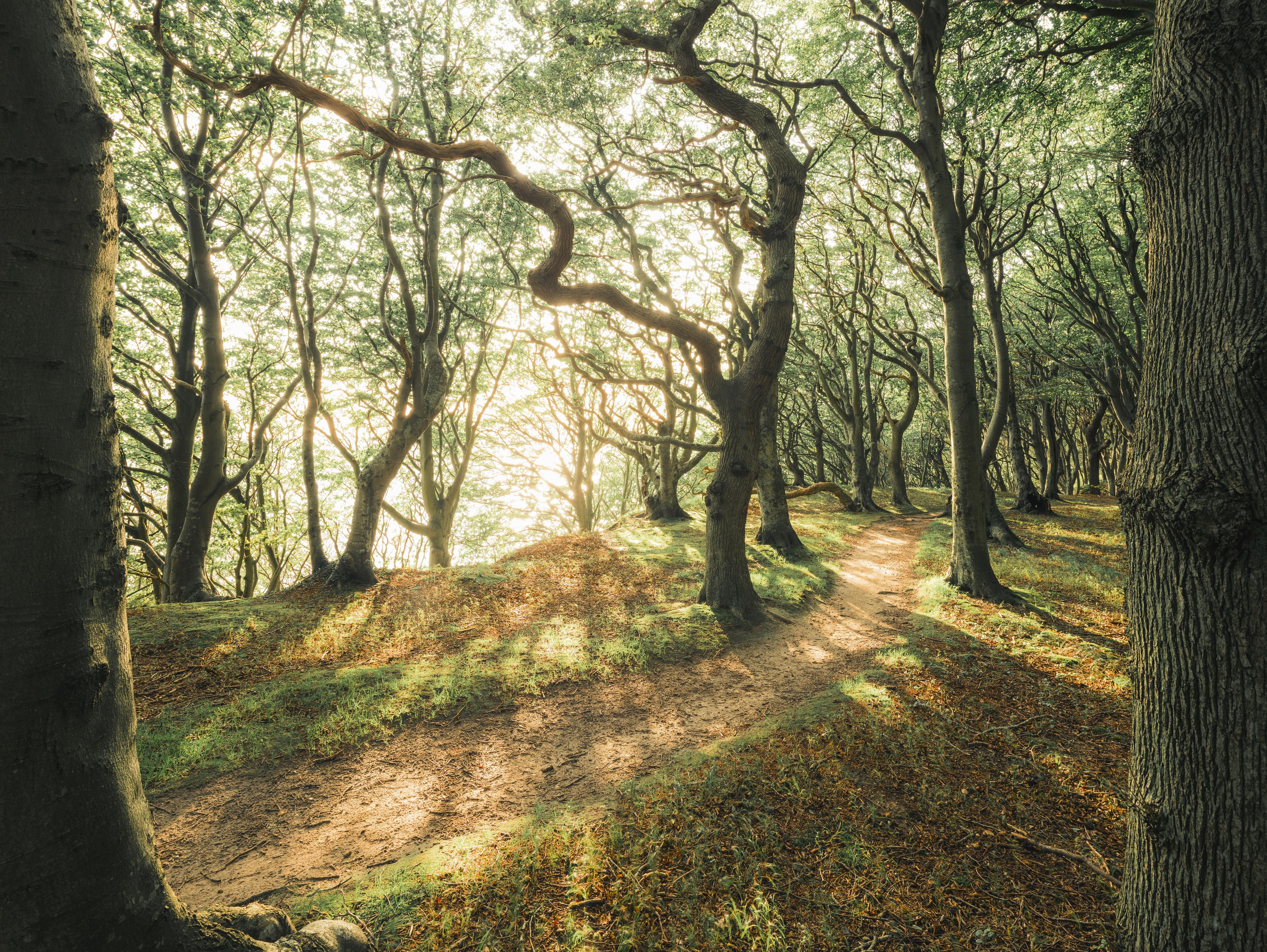 Duschrückwand-Sonnenstrahlen im Waldweg