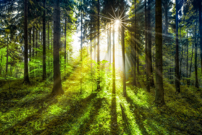 Duschrückwand - Sonnenstrahlen im lebendigem Wald