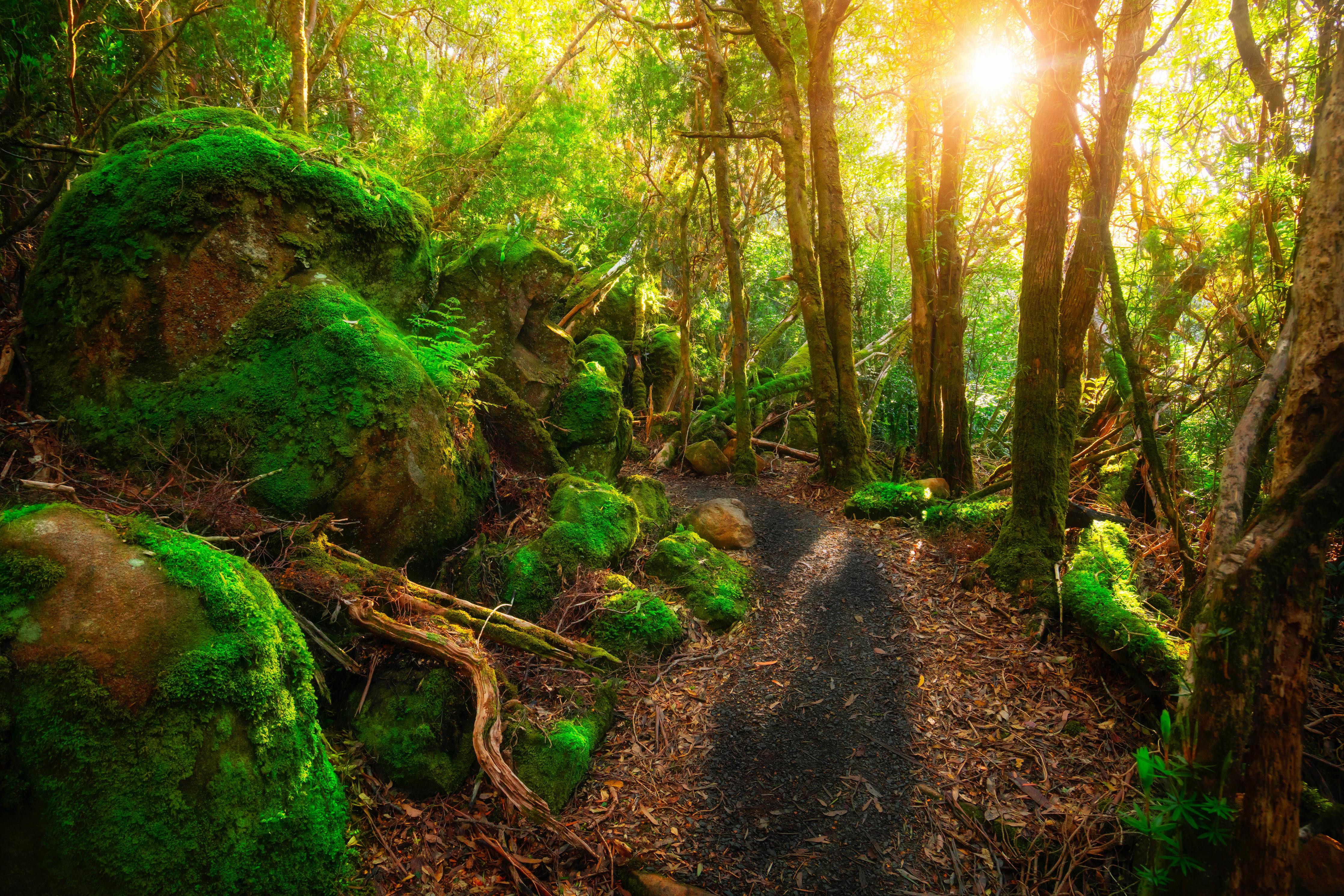 Duschrückwand-Sonniger Wald in Tasmanien