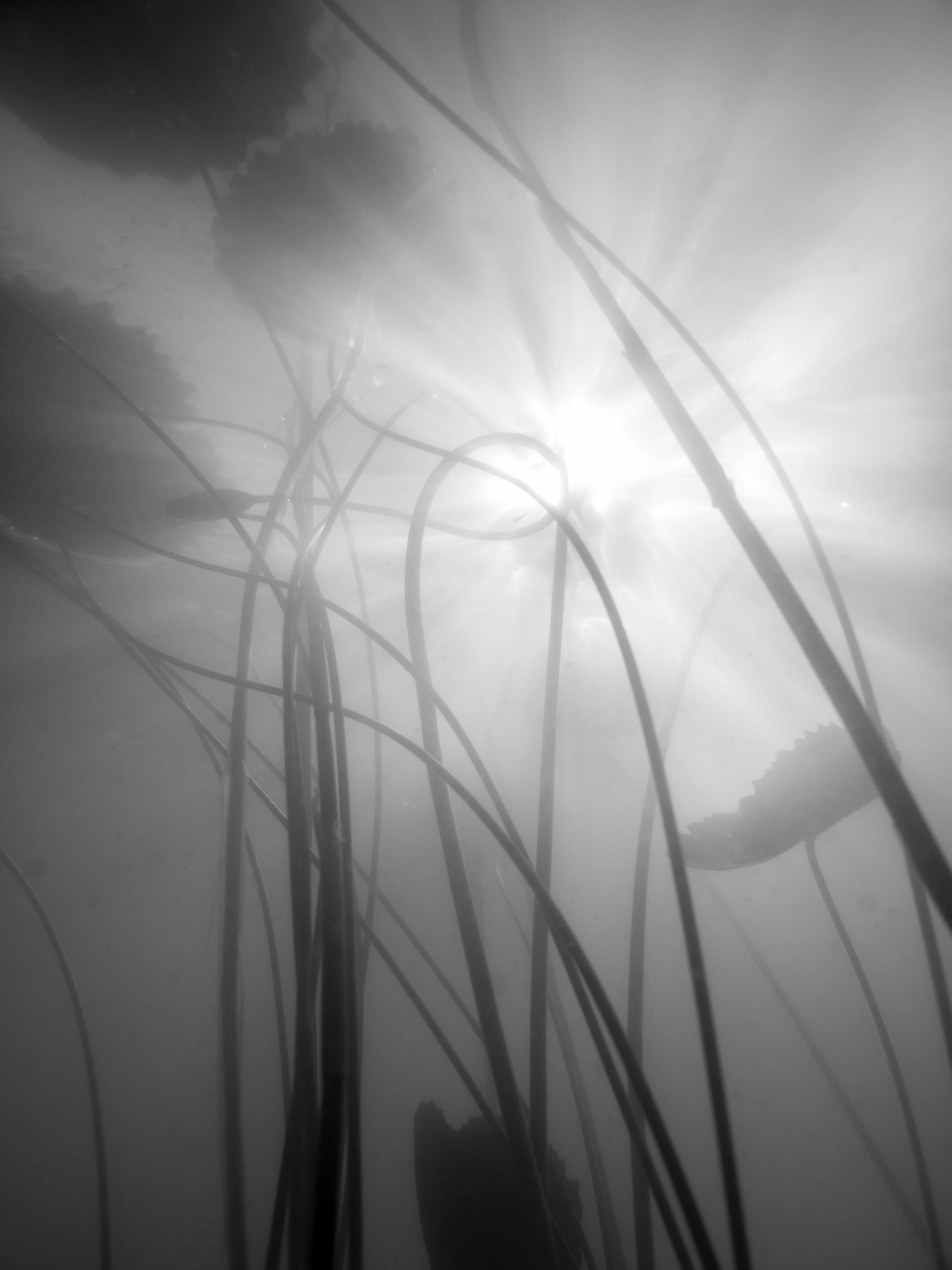 Duschrückwand-Tranquile Wasserlilien in Nebel und Monochrom