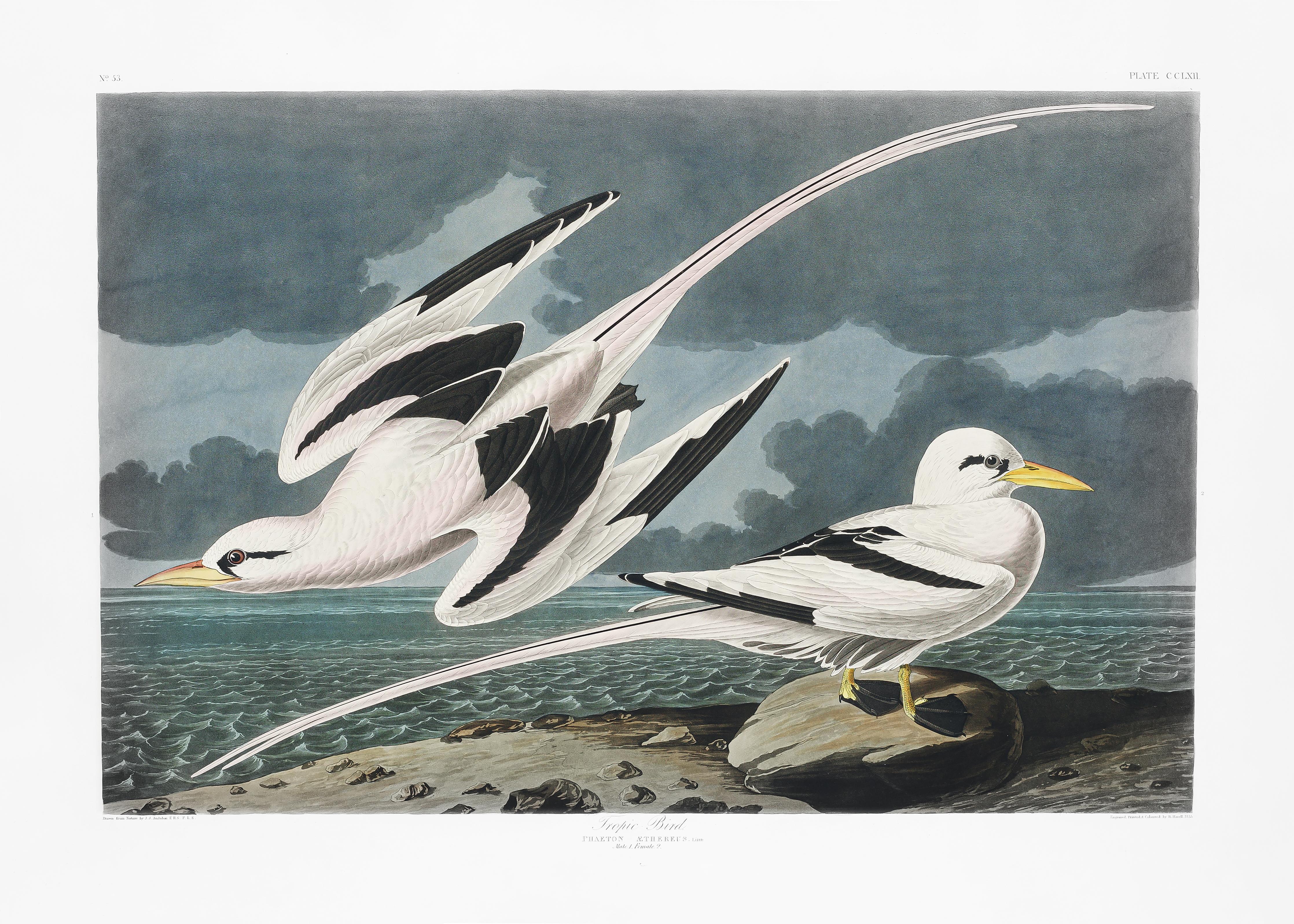 Duschrückwand-Tropische Vögel - John James Audubon