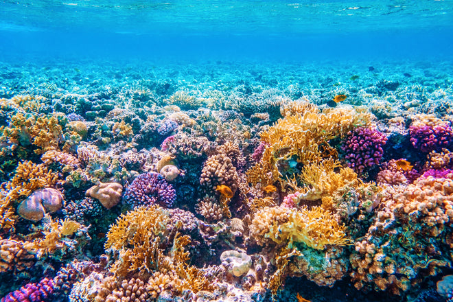 Duschrückwand - Tropisches Korallenriff