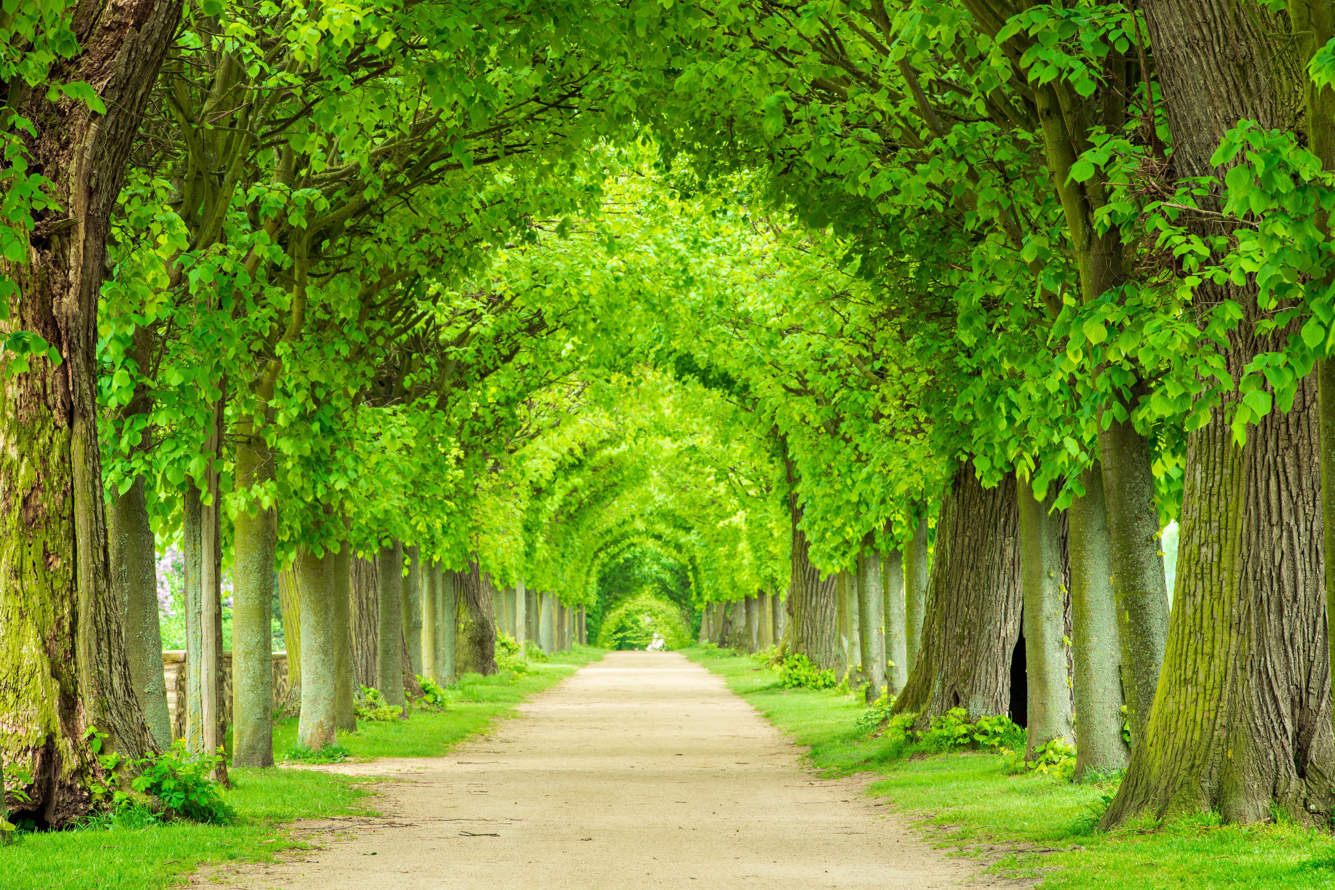 Duschrückwand-Tunnelartige Lindenallee im Frühling