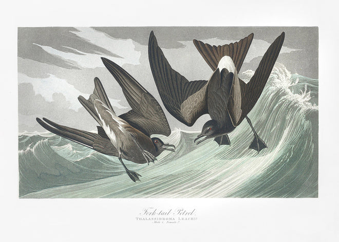 Duschrückwand - Vögel mitten im Meer - Robert Havell