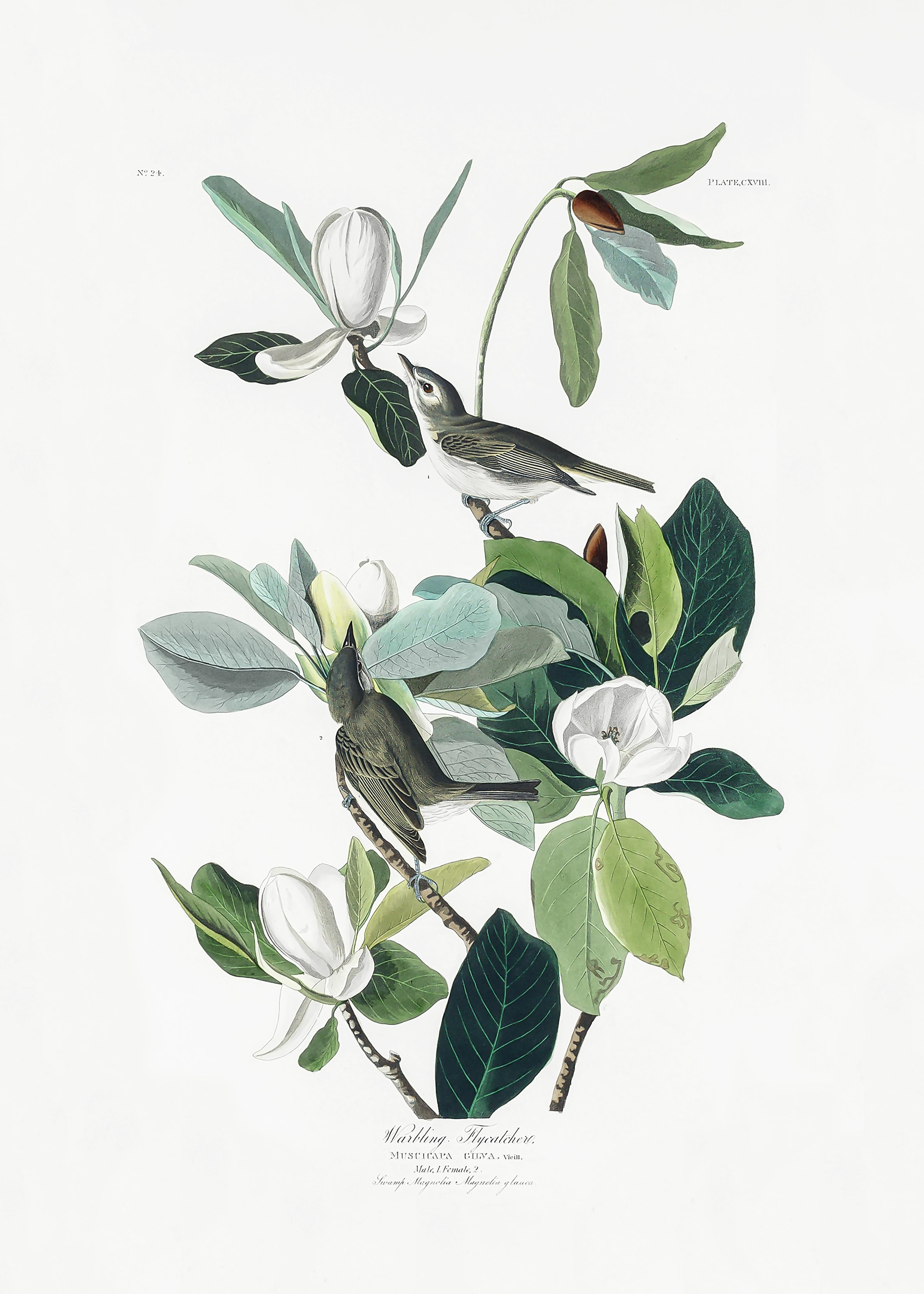 Duschrückwand-Vogel Gemälde - John James Audubon