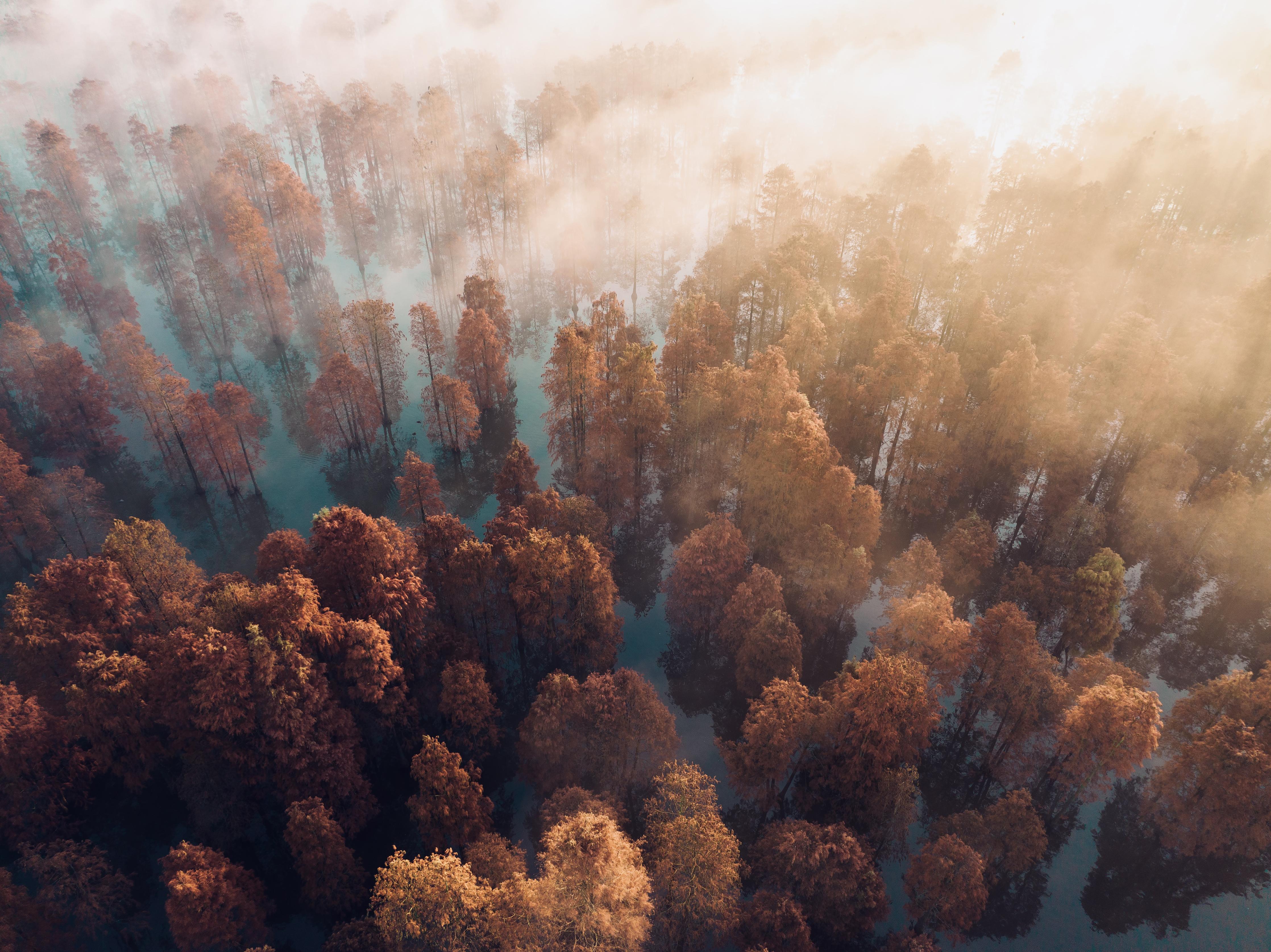 Duschrückwand-Vogelperspektive - Wald im Herbst