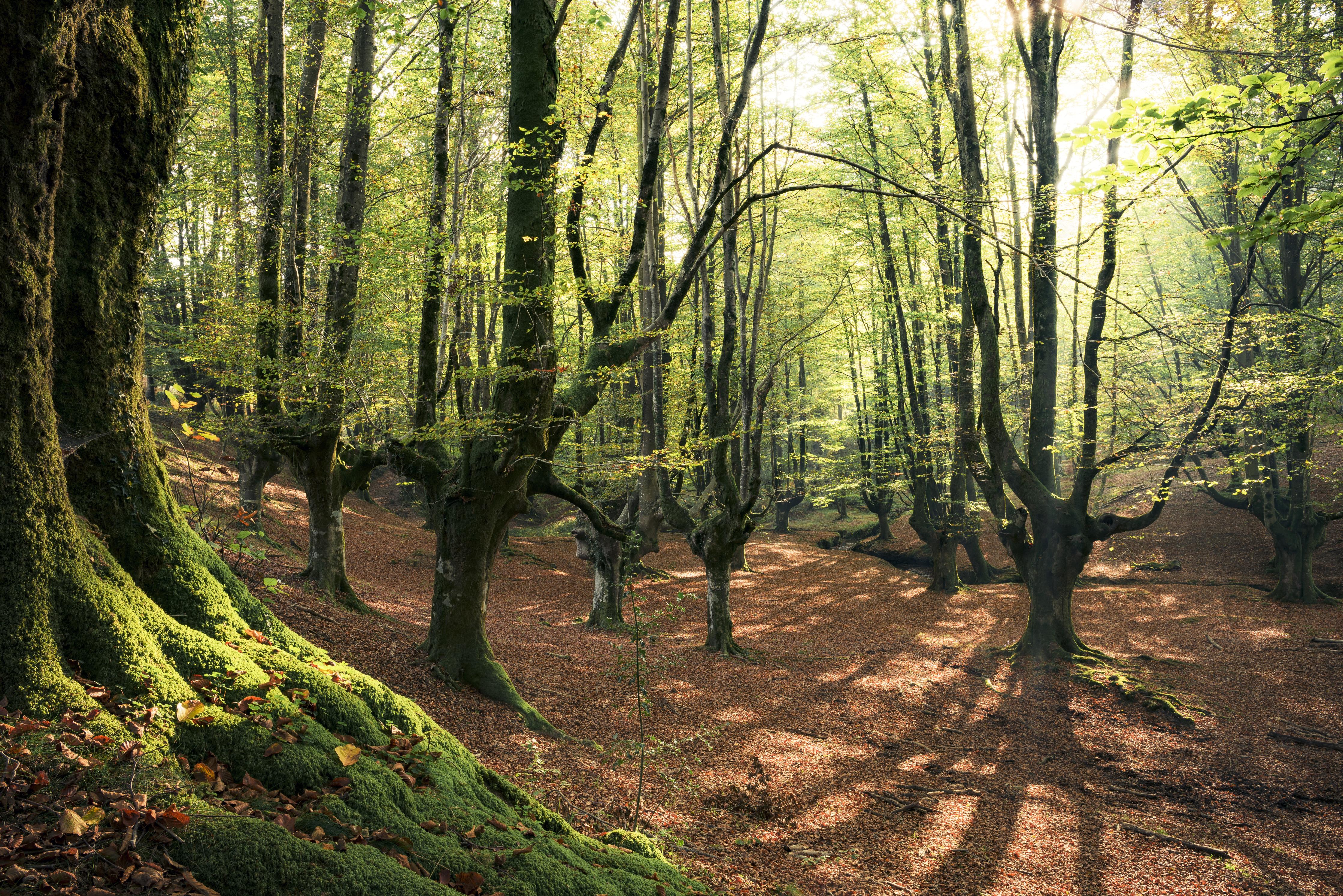 Duschrückwand-Wald in Spanien