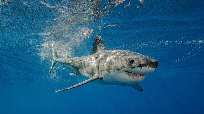 Duschrückwand - Weißer Hai in Unterwasseransicht