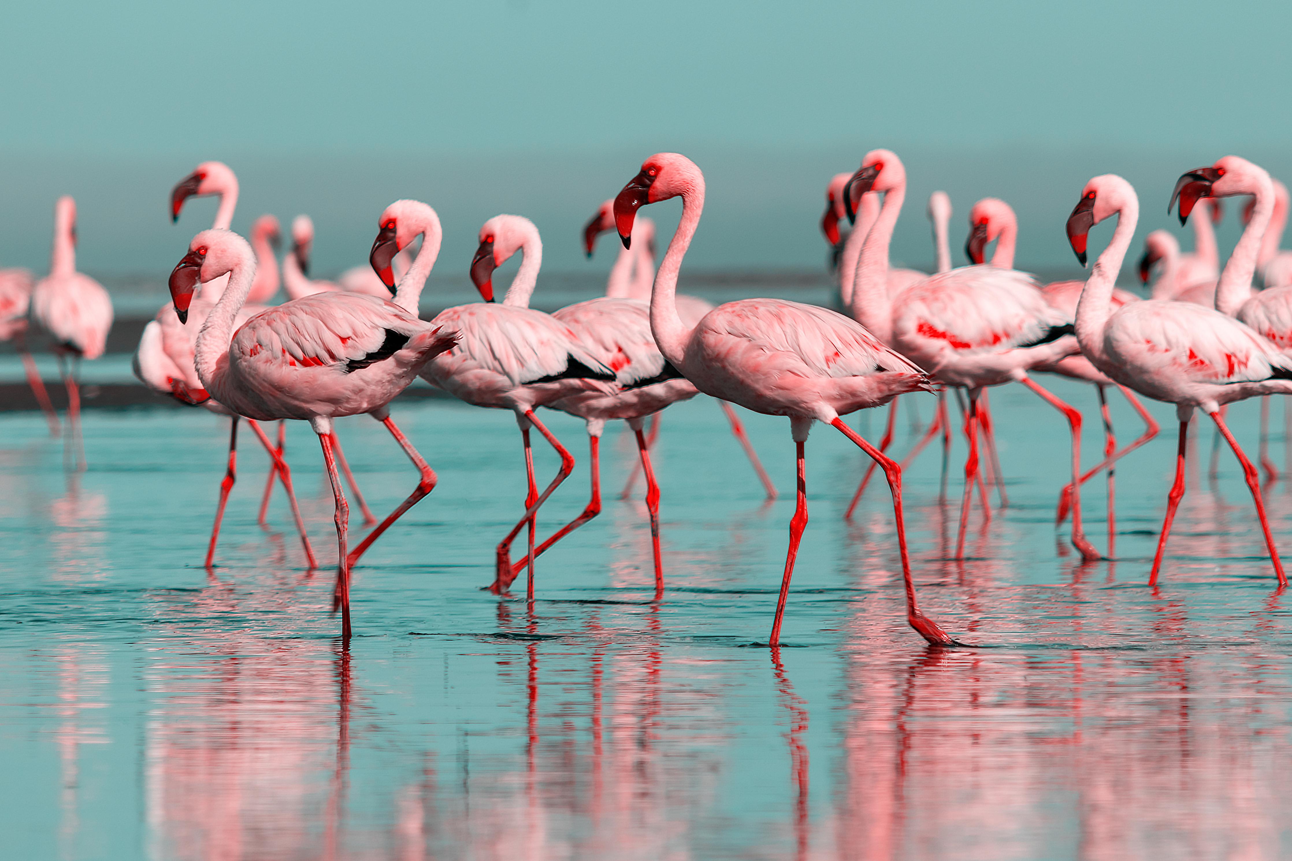 Duschrückwand-Wilde Flamingo auf dem Wasser 