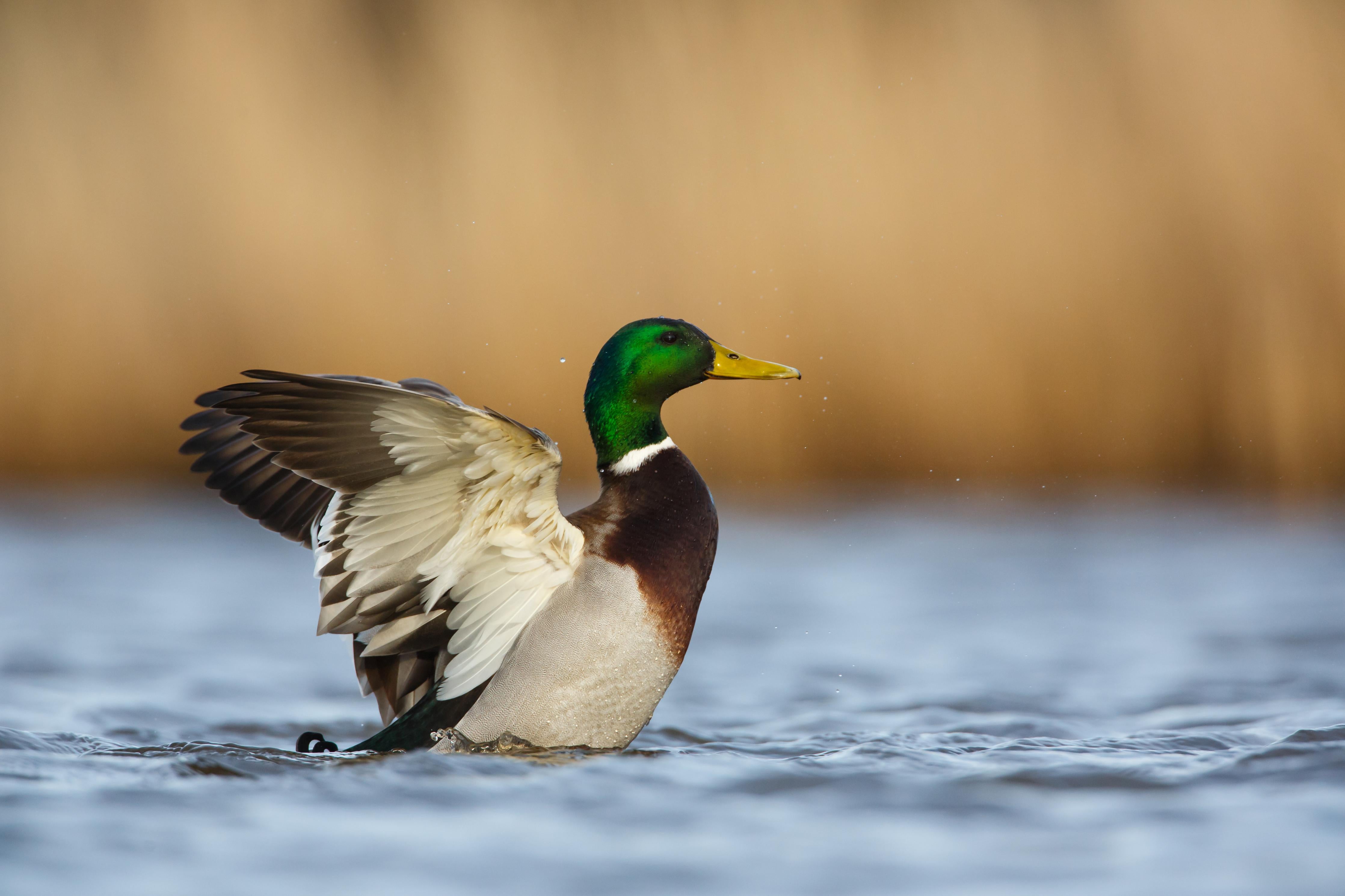 Duschrückwand-Wildente auf dem Wasser