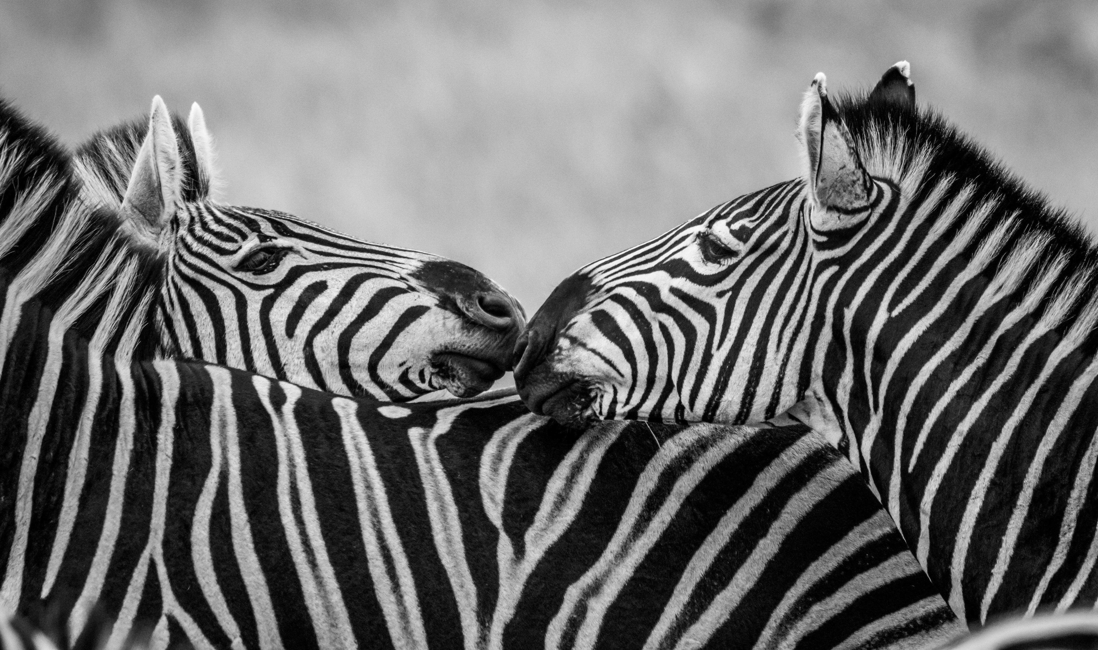 Duschrückwand-Zebras - Schwarz-weiß