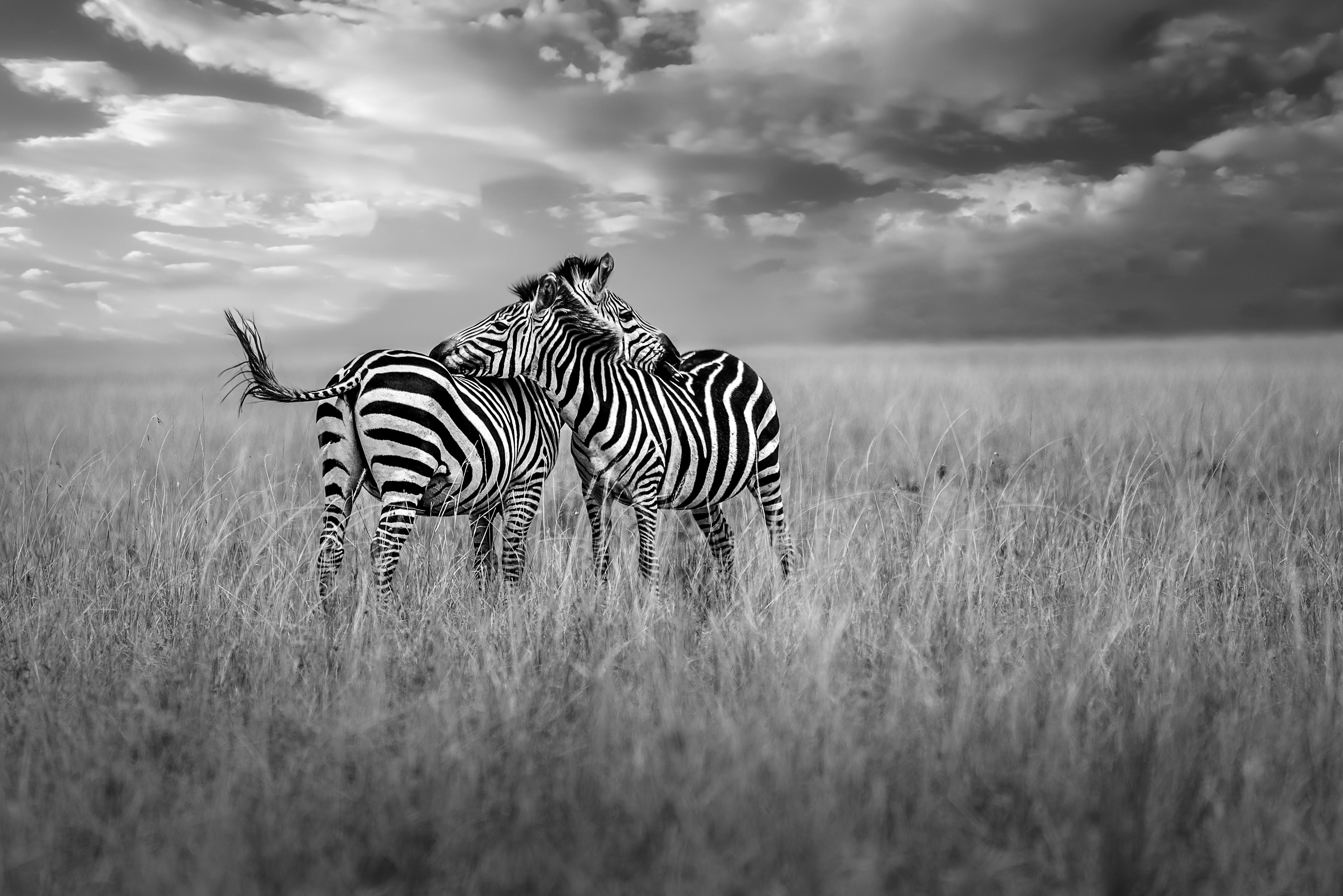 Duschrückwand-Zebras in ihrer Natur - Savanne