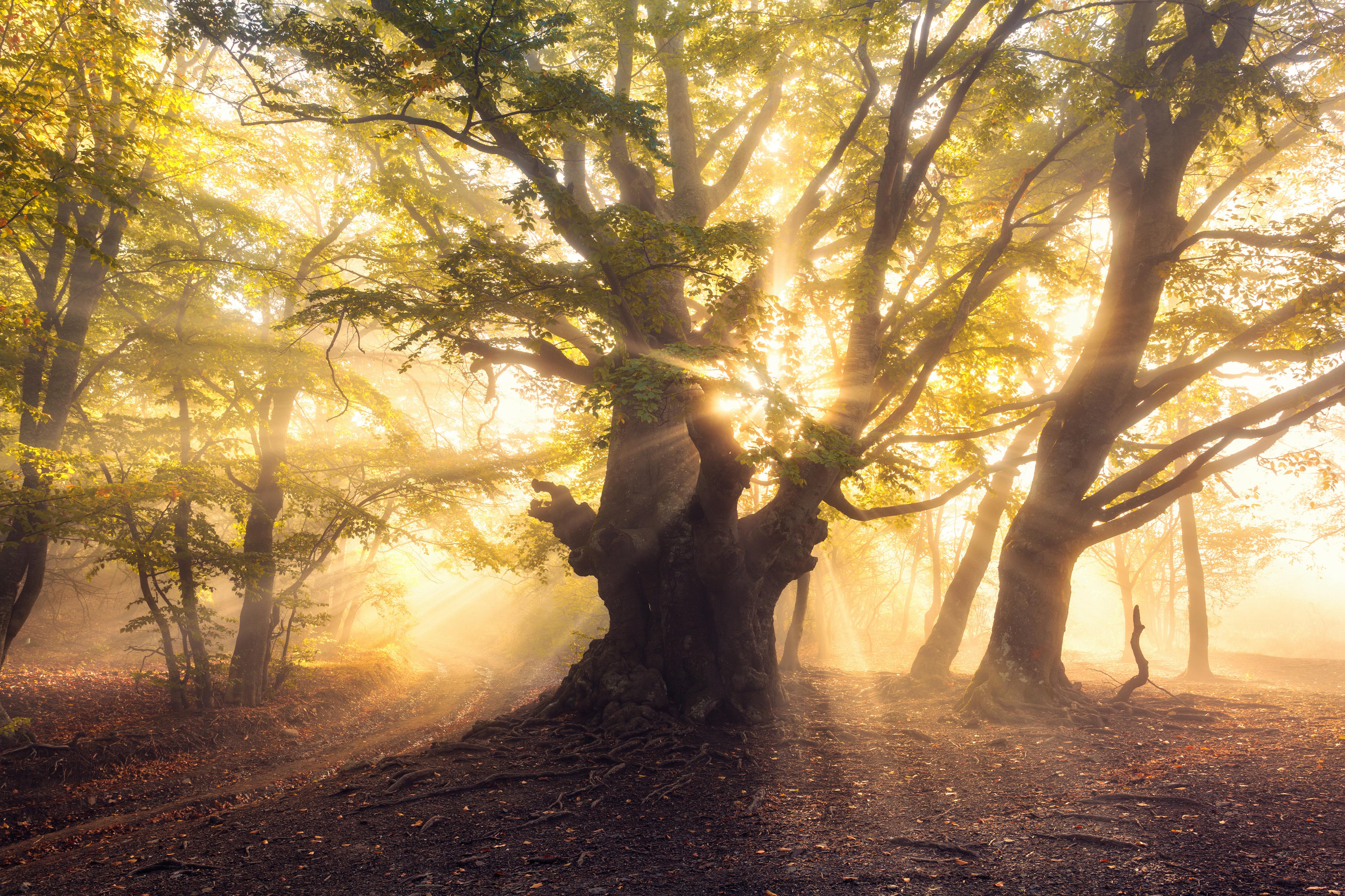 Duschrückwand-alter Baum bei Sonnenaufgang im Nebel