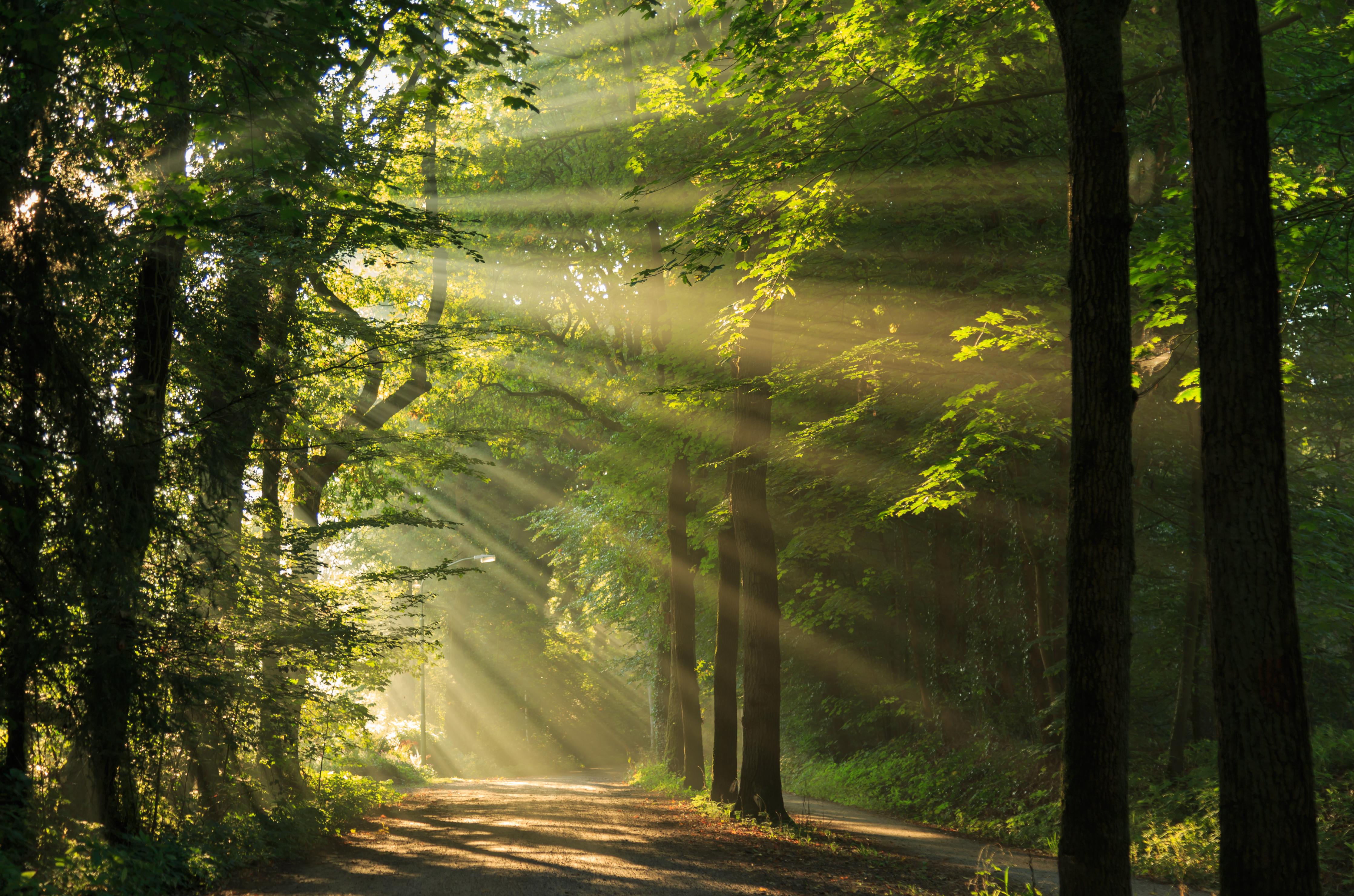 Duschrückwand-erleuchtende Sonnenstrahlen in den Wald 