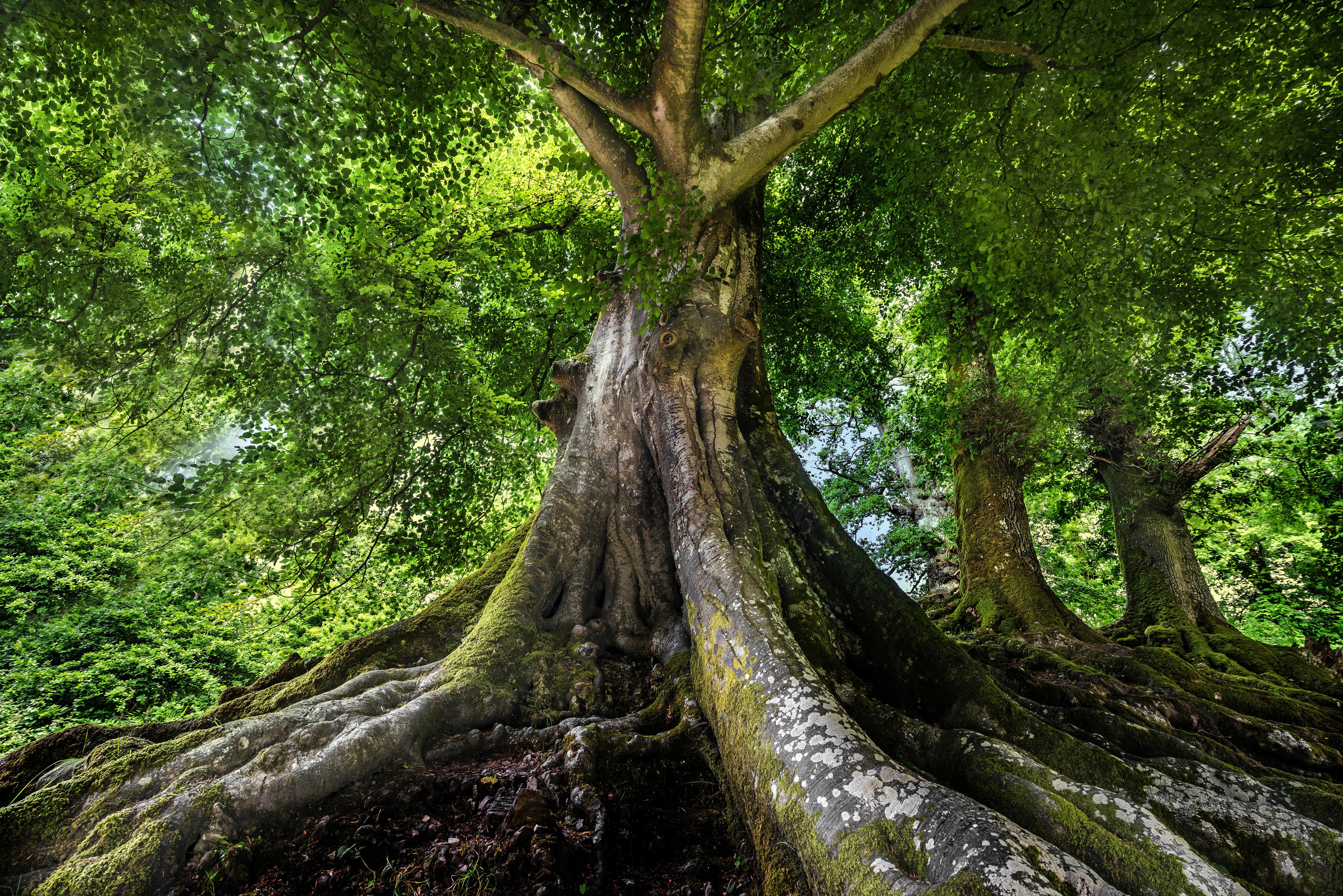 Duschrückwand-großer alter Baum in Froschperspektive