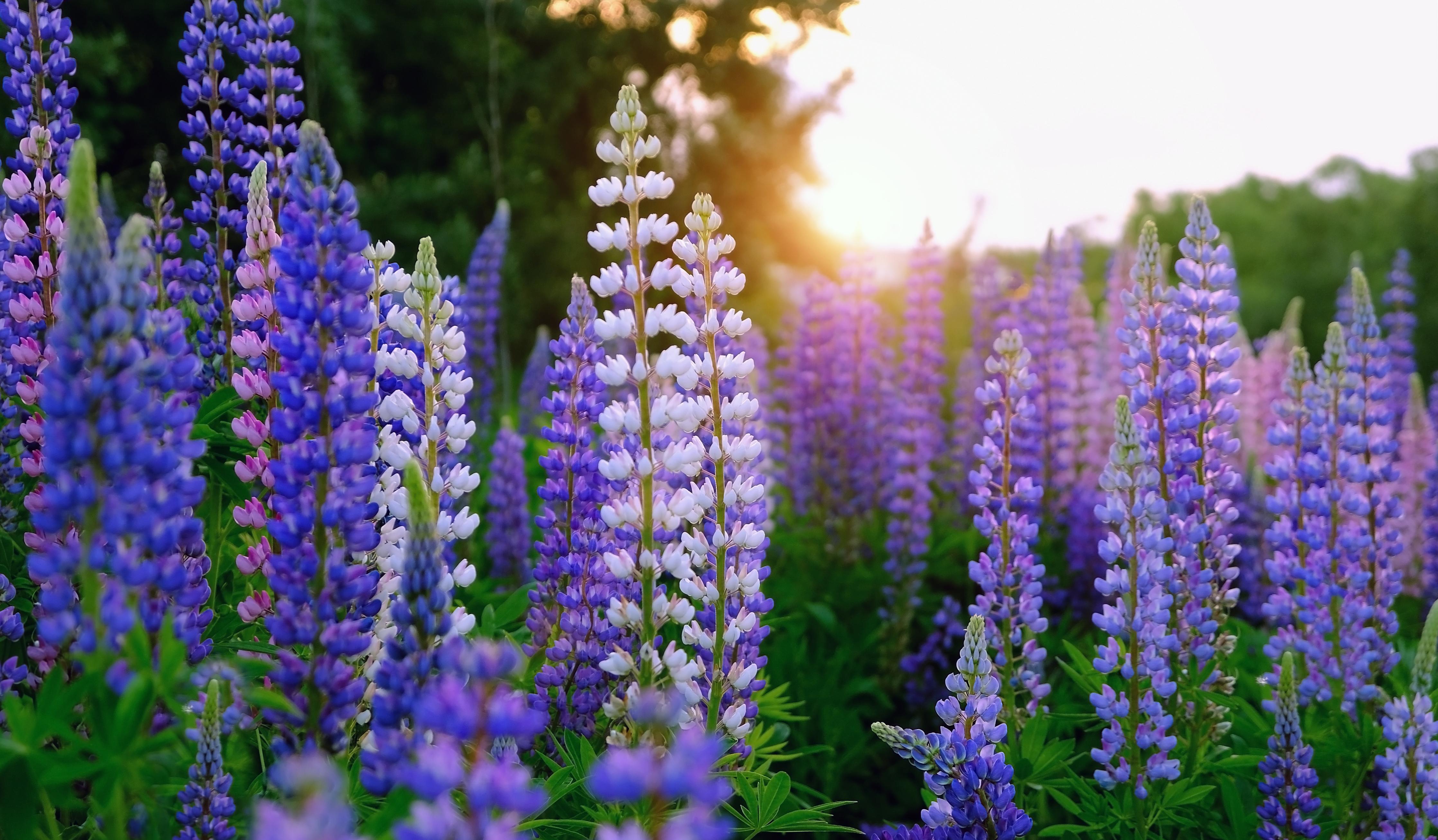 Duschrückwand-lila-rosa Lupine Blumen 