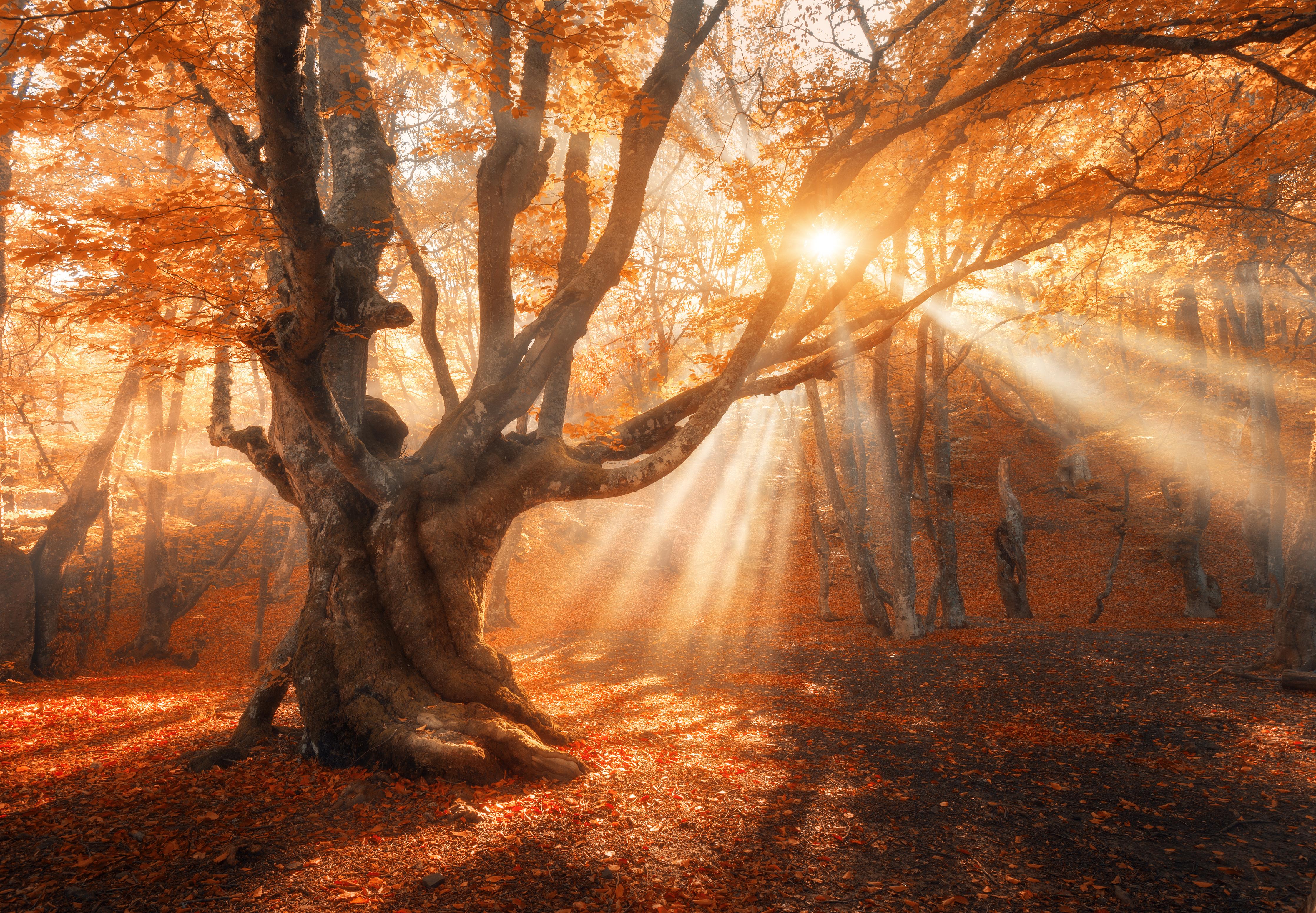 Duschrückwand-magischer alter Baum im Herbst