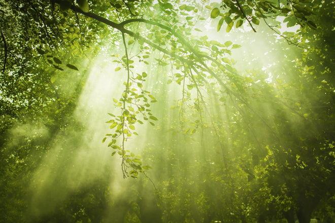 Duschrückwand - mystischer Grüner Wald mit Sonnenstrahl