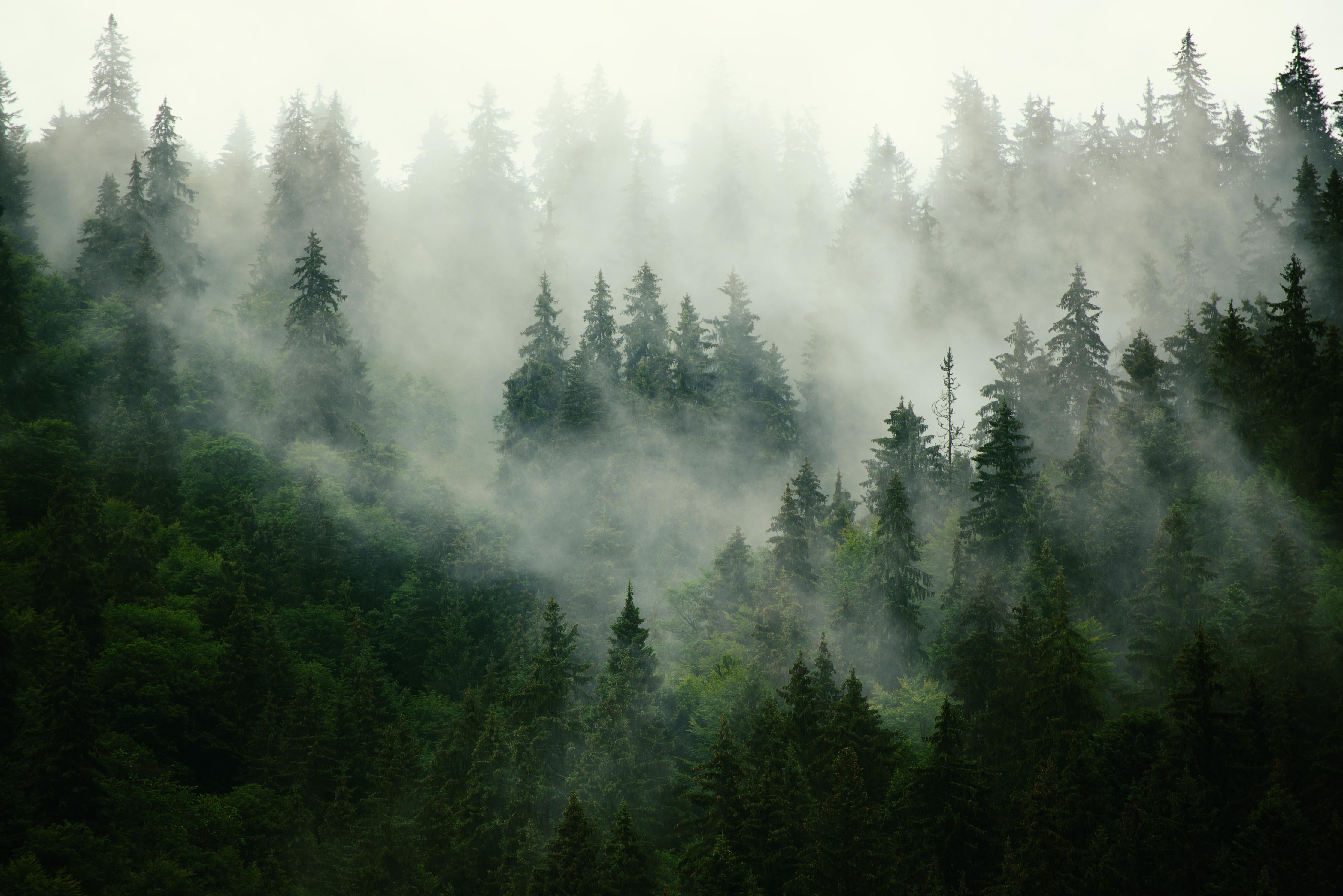 Duschrückwand-neblige Waldlandschaft