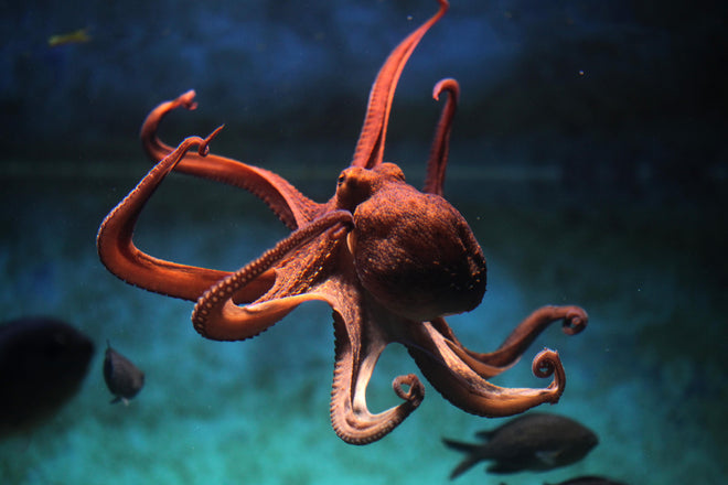 Duschrückwand - rötlicher Oktopus Unterwasser