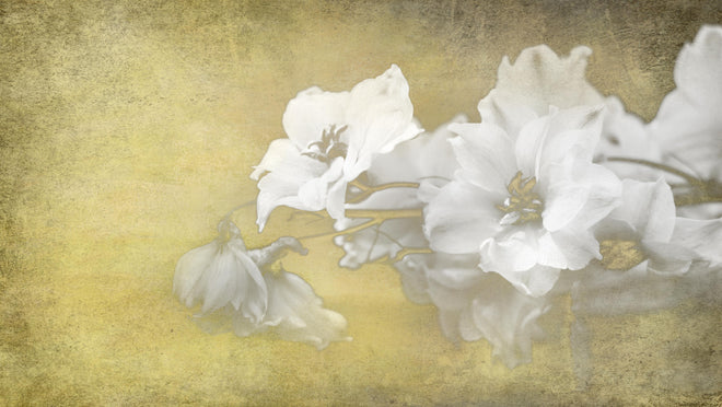 Duschrückwand - weiße Blumen auf goldenem Hintergrund