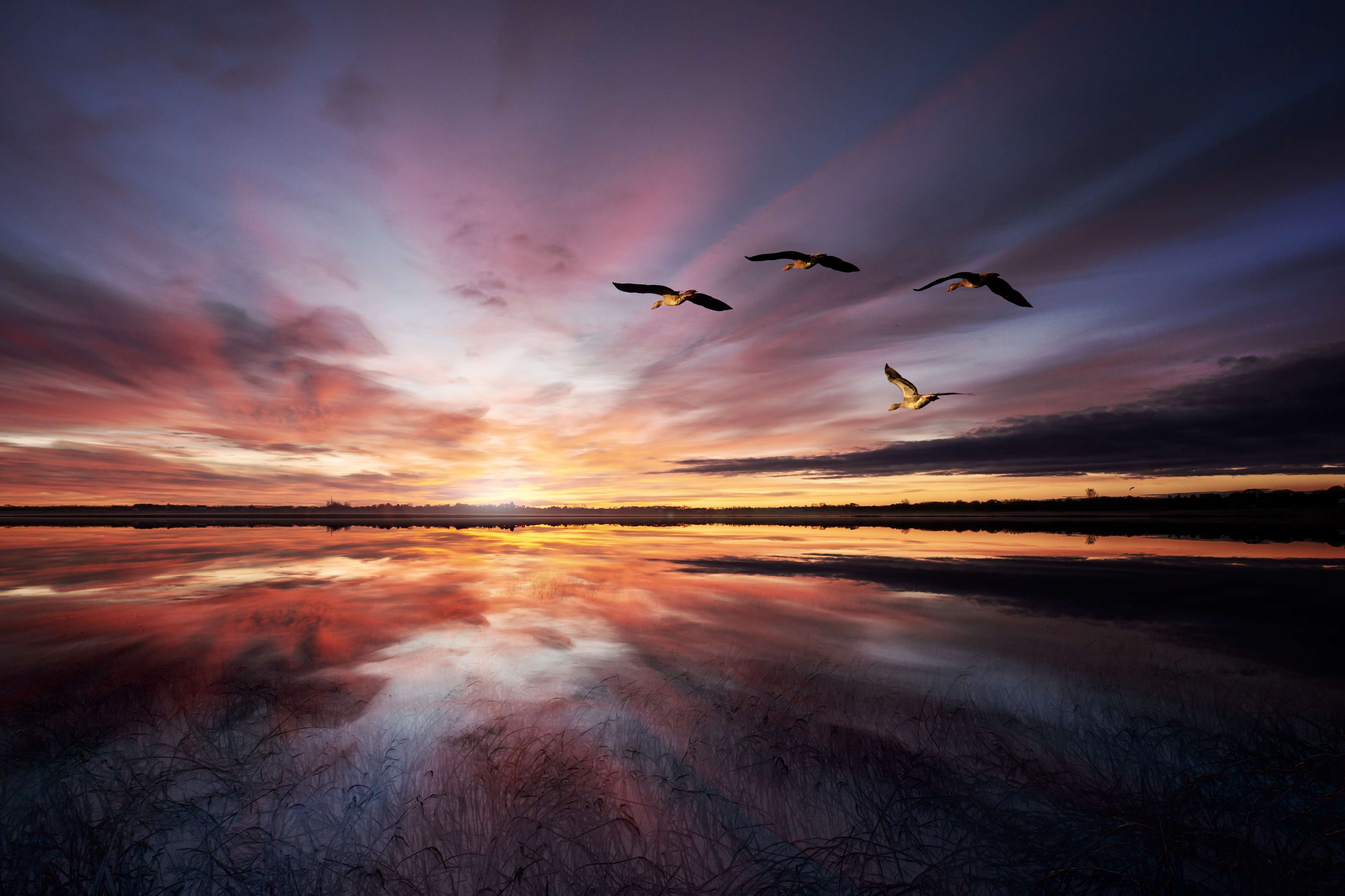 Große Wandbilder-Abendliche Vogelschwärme über Stillsee