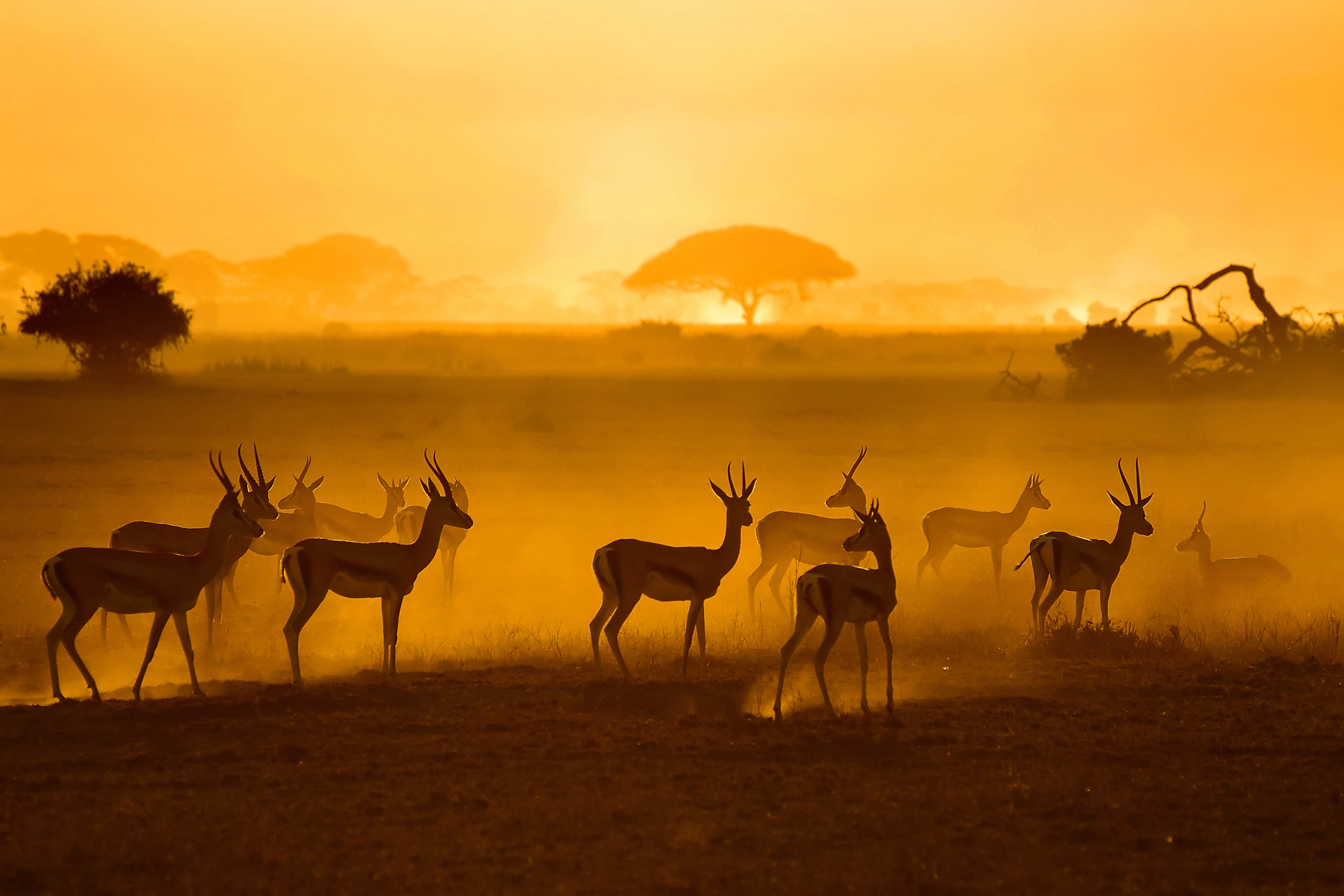 Große Wandbilder-Afrikanische Tierwelt bei Sonnenuntergang