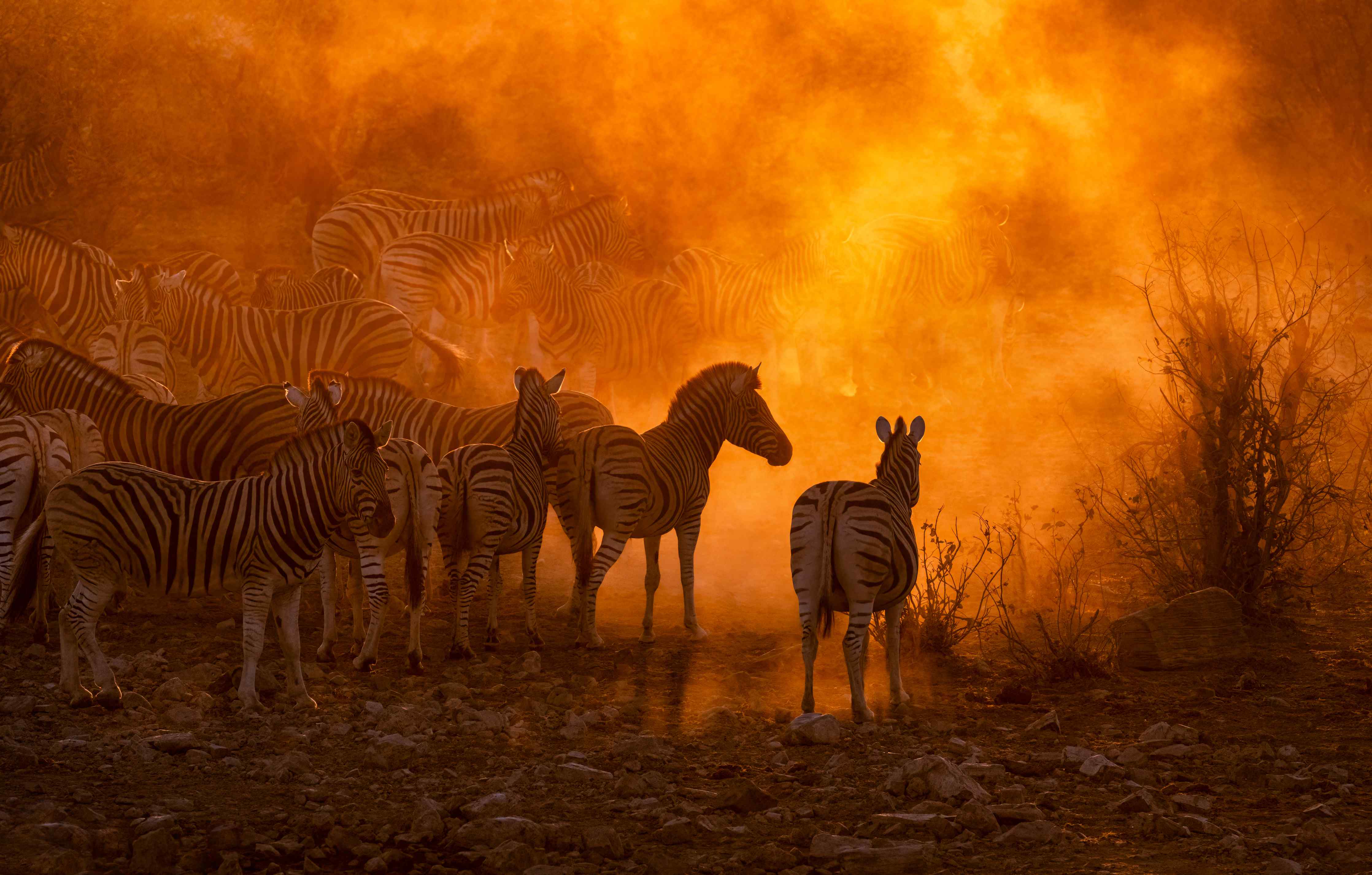 Große Wandbilder-Afrikanische Zebras bei Sonnenuntergang mit Feuerhintergrund