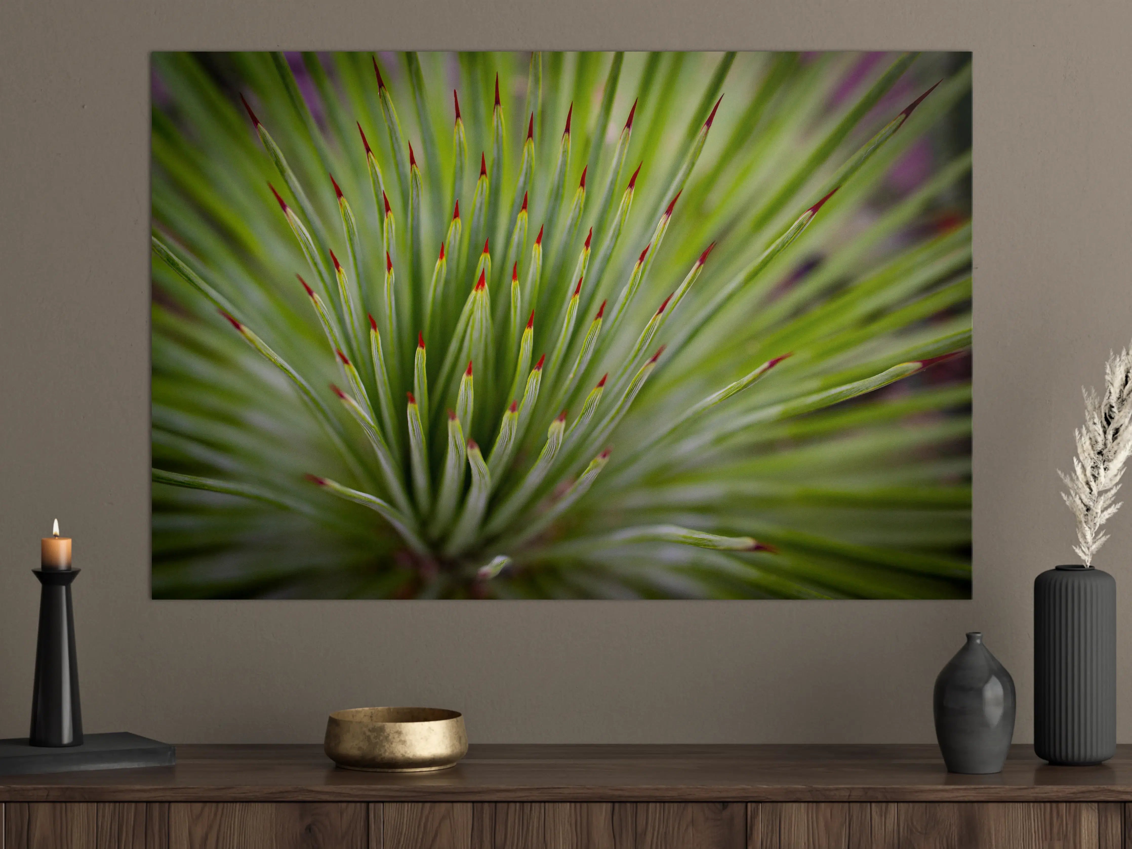 Große Wandbilder - Agave striata im Detail