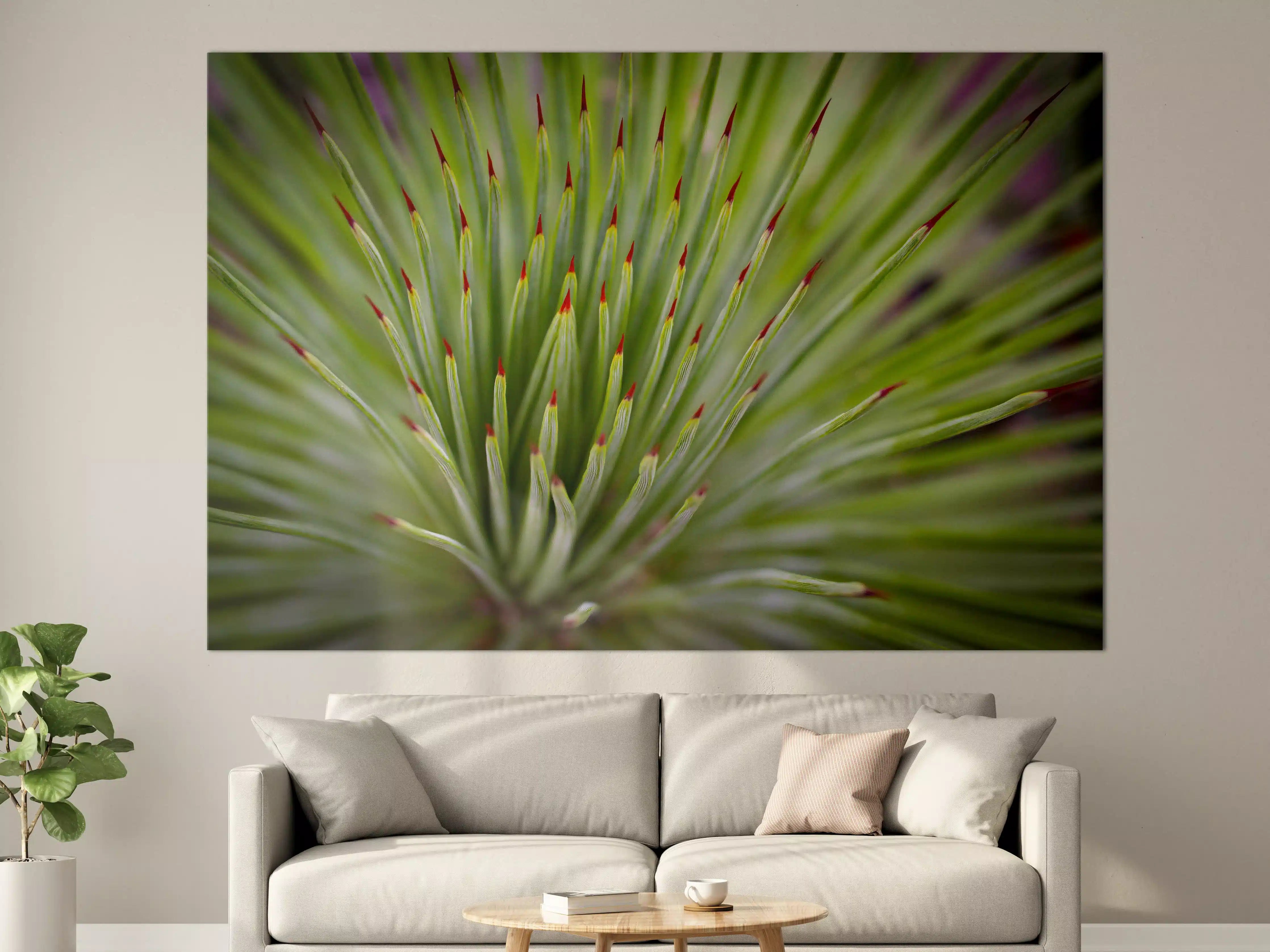 Große Wandbilder - Agave striata im Detail