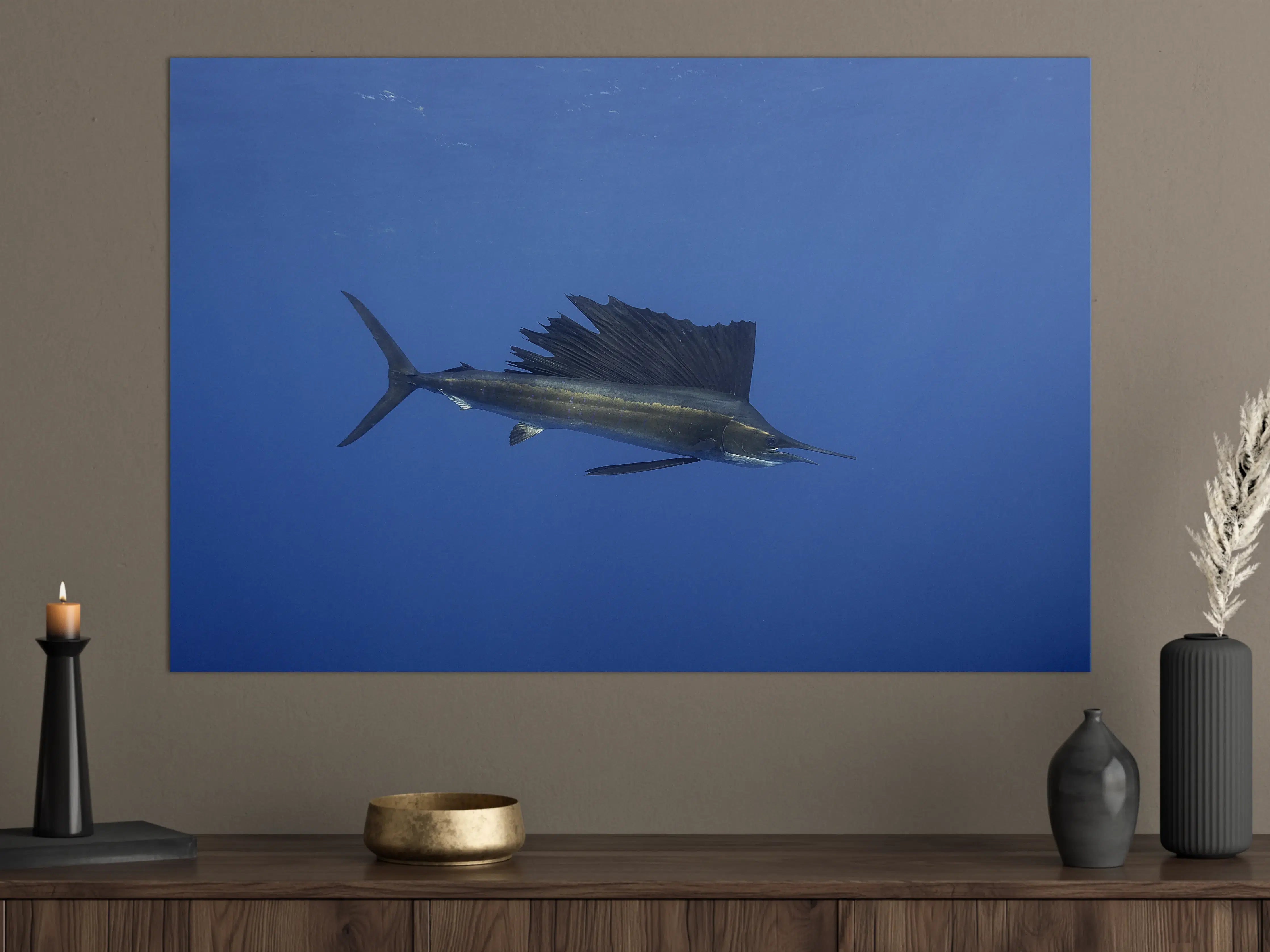 Große Wandbilder - Atlantischer Segelfisch vor Küste Mexico