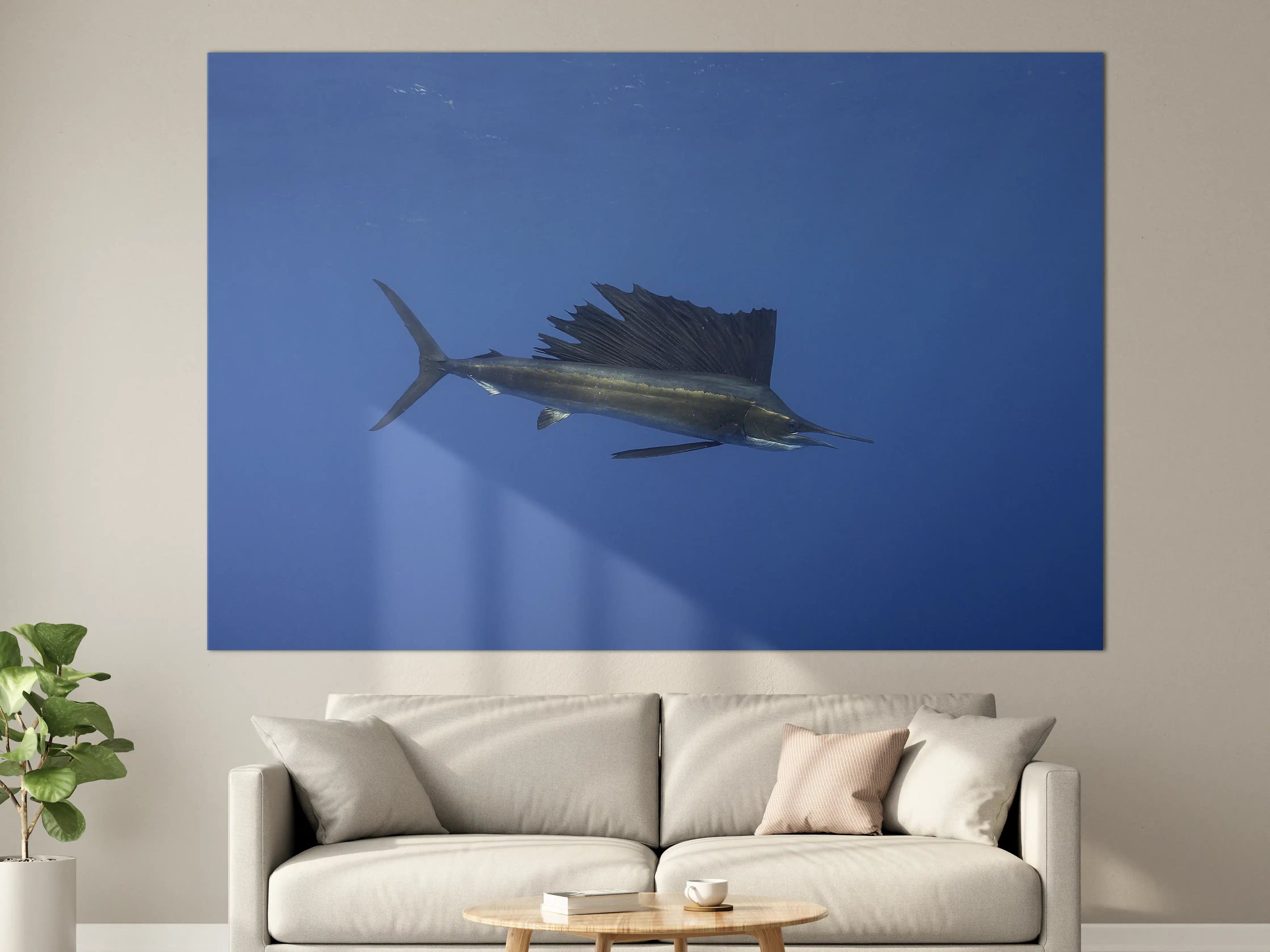 Große Wandbilder - Atlantischer Segelfisch vor Küste Mexico