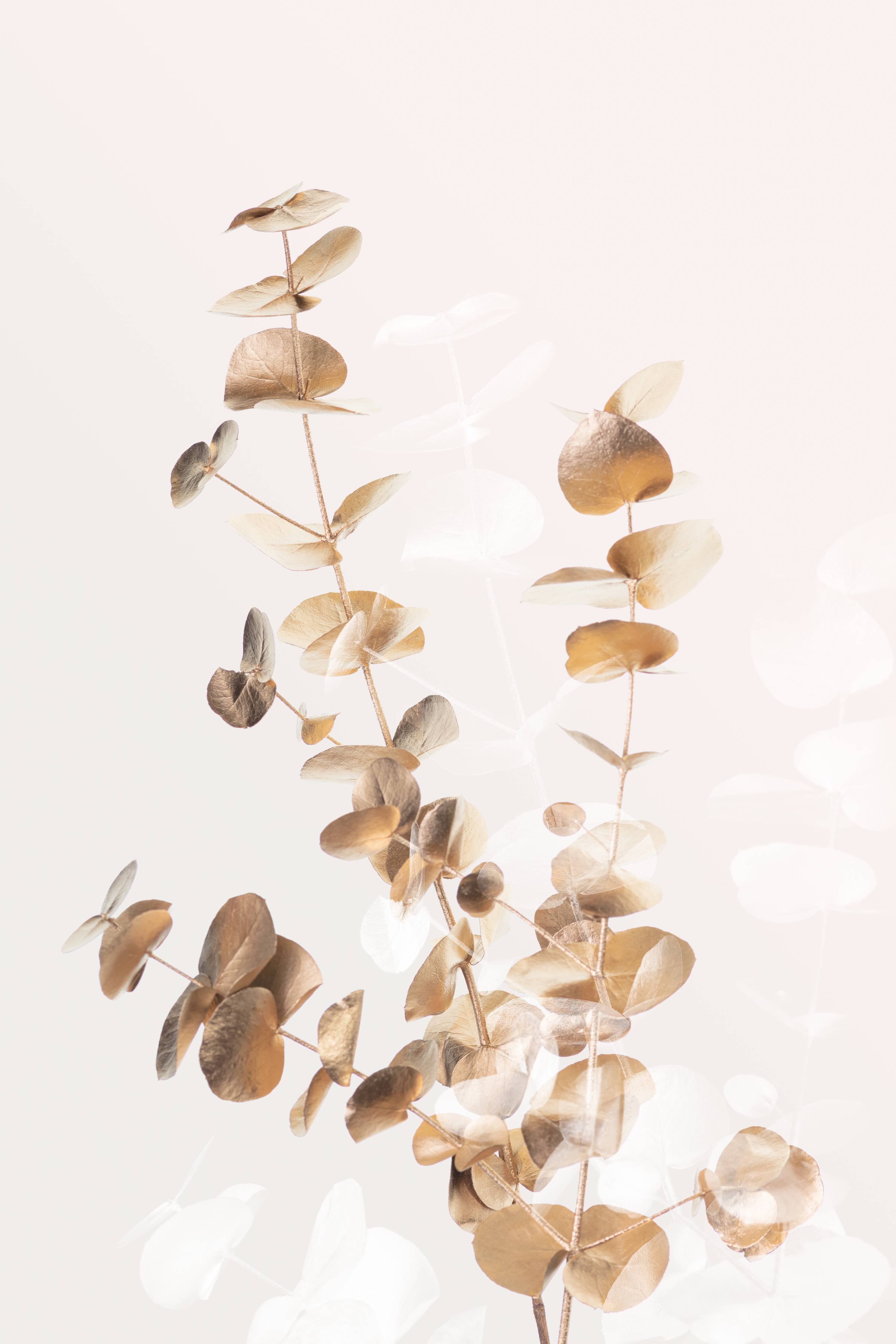 Große Wandbilder-Beige Eukalyptus-Akzente