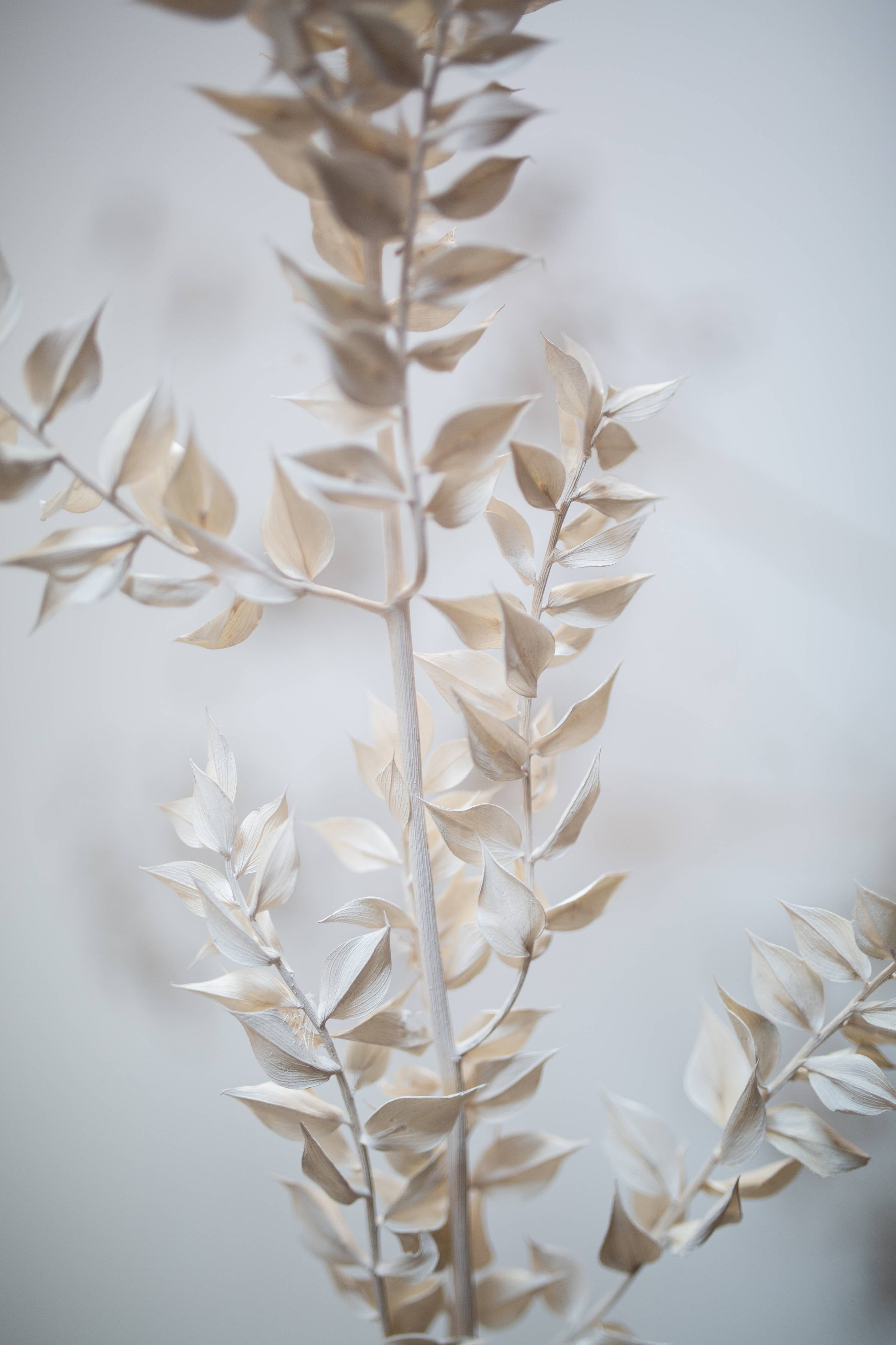 Große Wandbilder-Beige getrocknete Pflanze im minimalistischem Stil