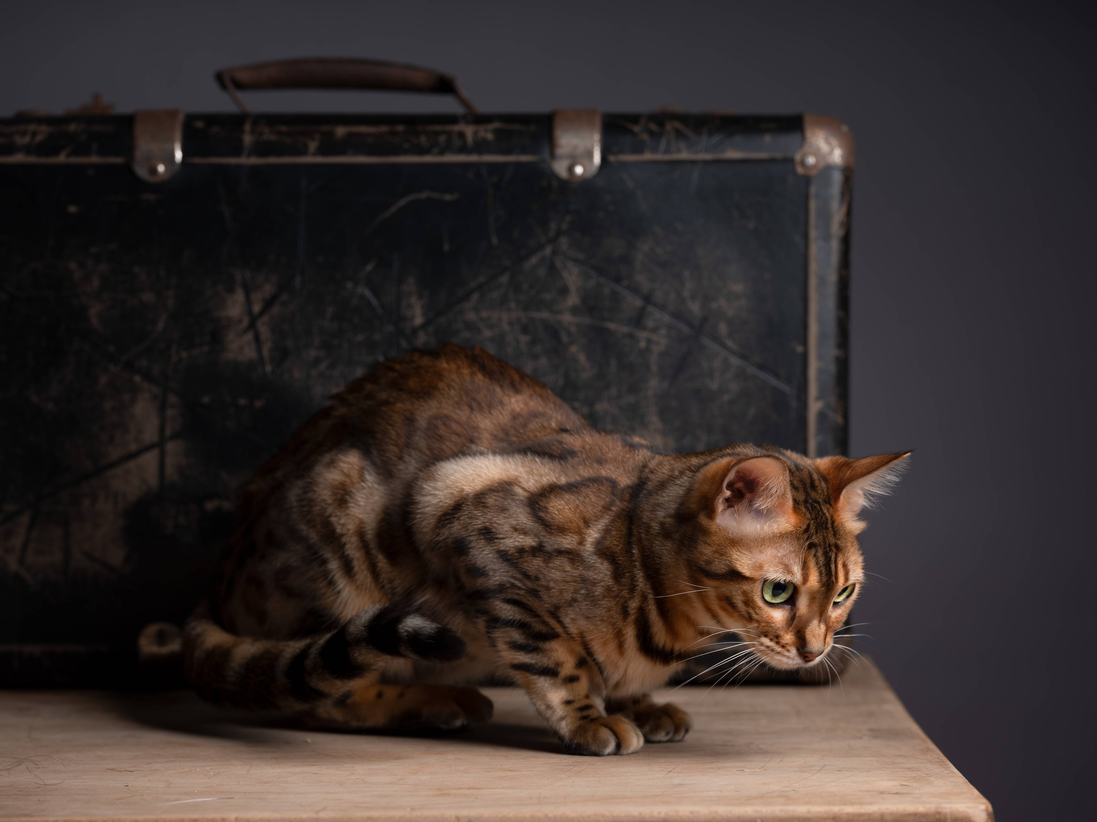 Große Wandbilder-Bengalkatze auf Holztisch